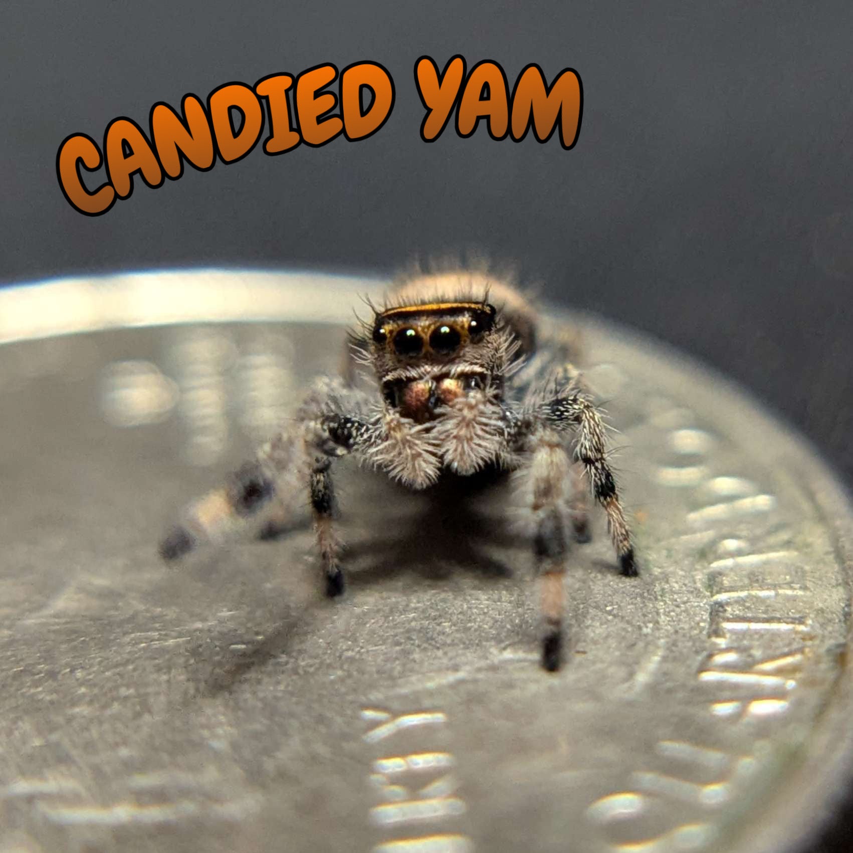 Regal Jumping Spider “Candied Yams”