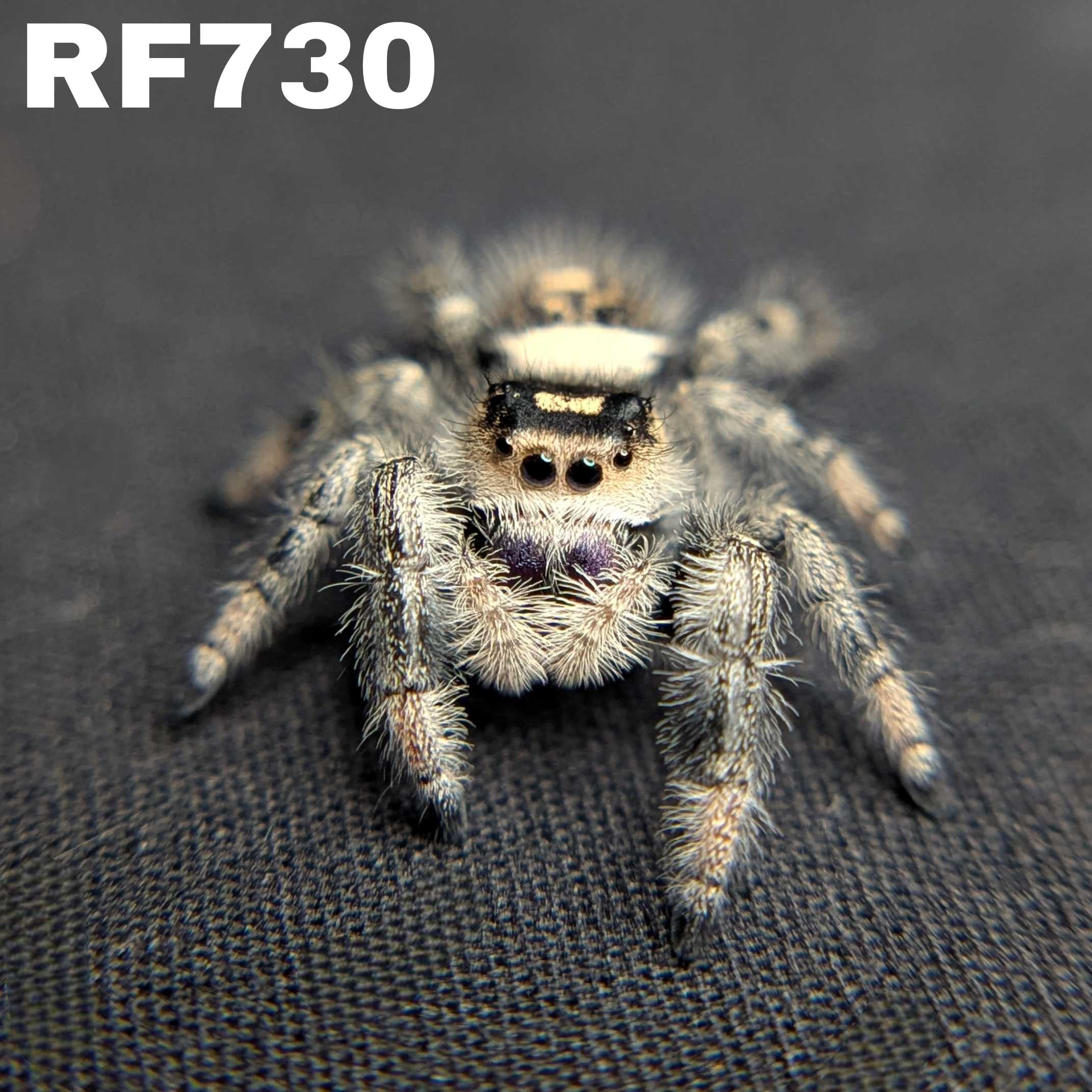 Regal Jumping Spider "Grace"