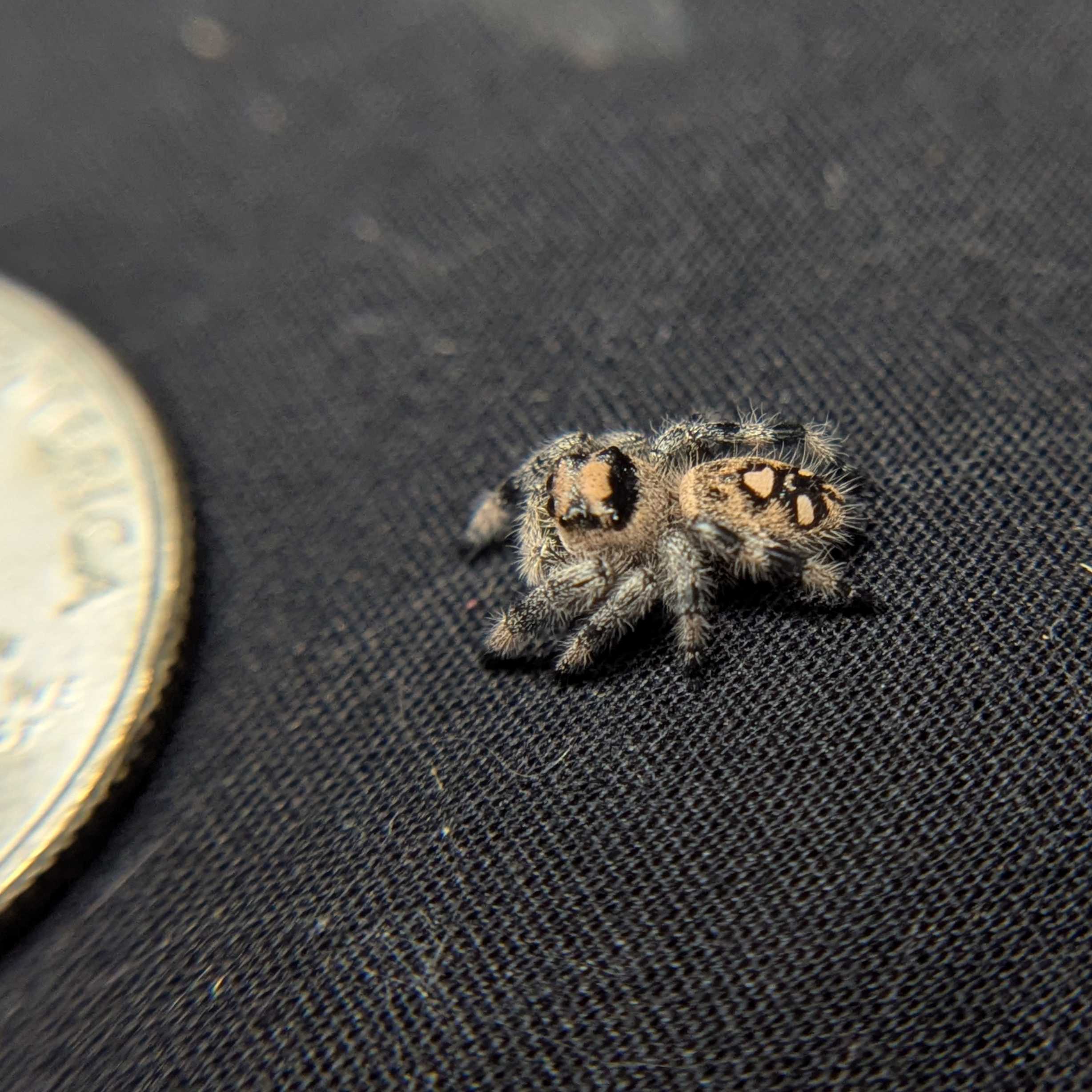 Regal Jumping Spider "Bell"