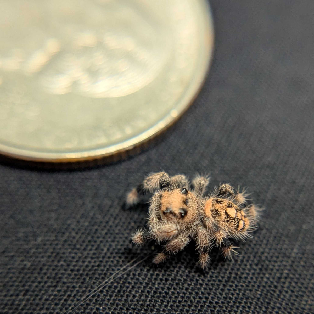 Regal Jumping Spider "Sunblush"