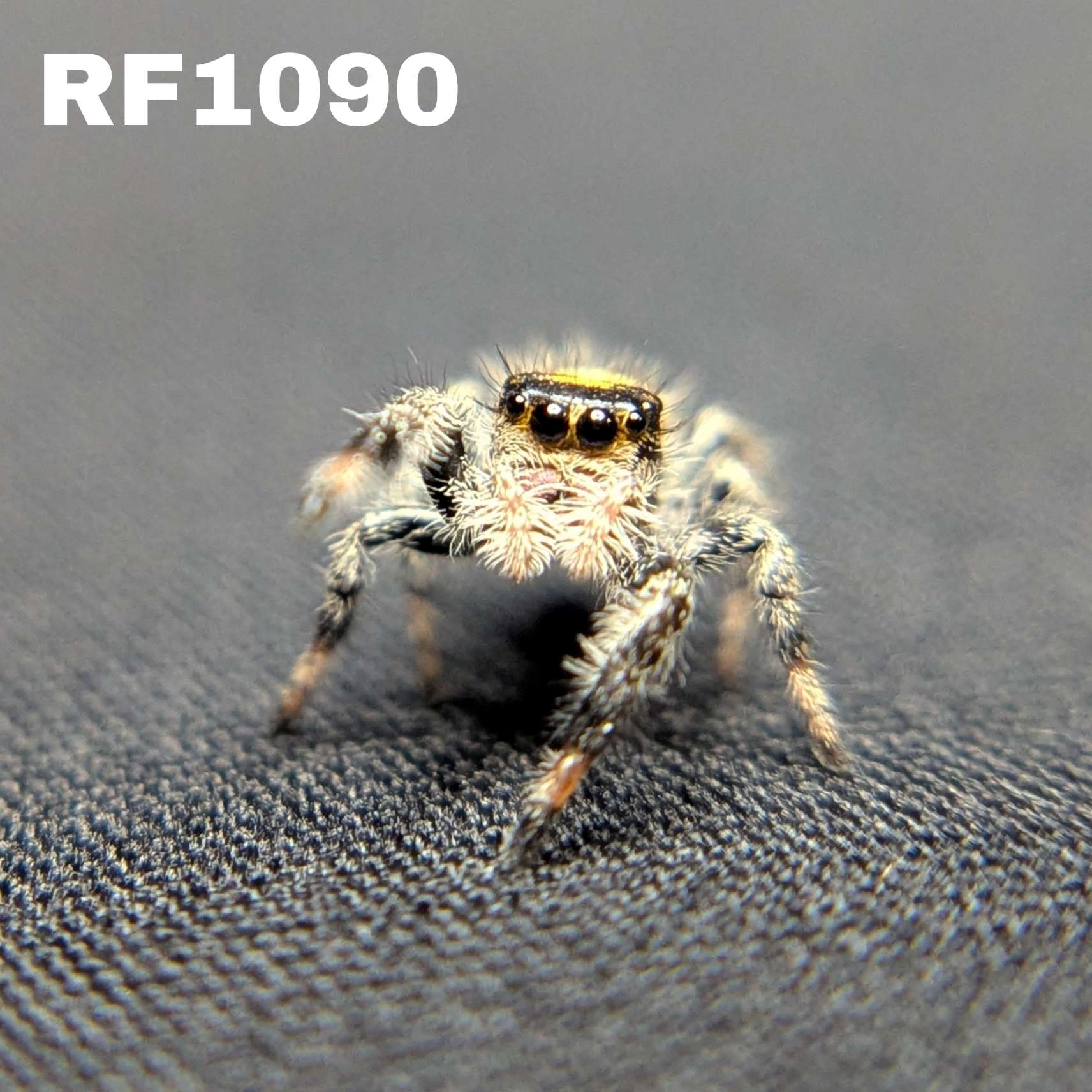 Regal Jumping Spider "Muffin"