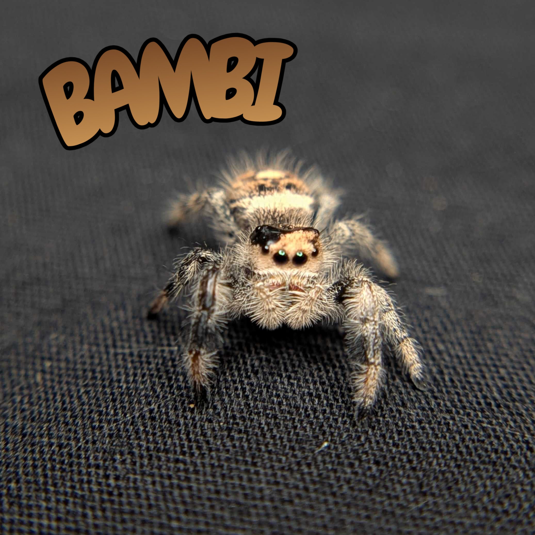 Regal Jumping Spider "Bambi"