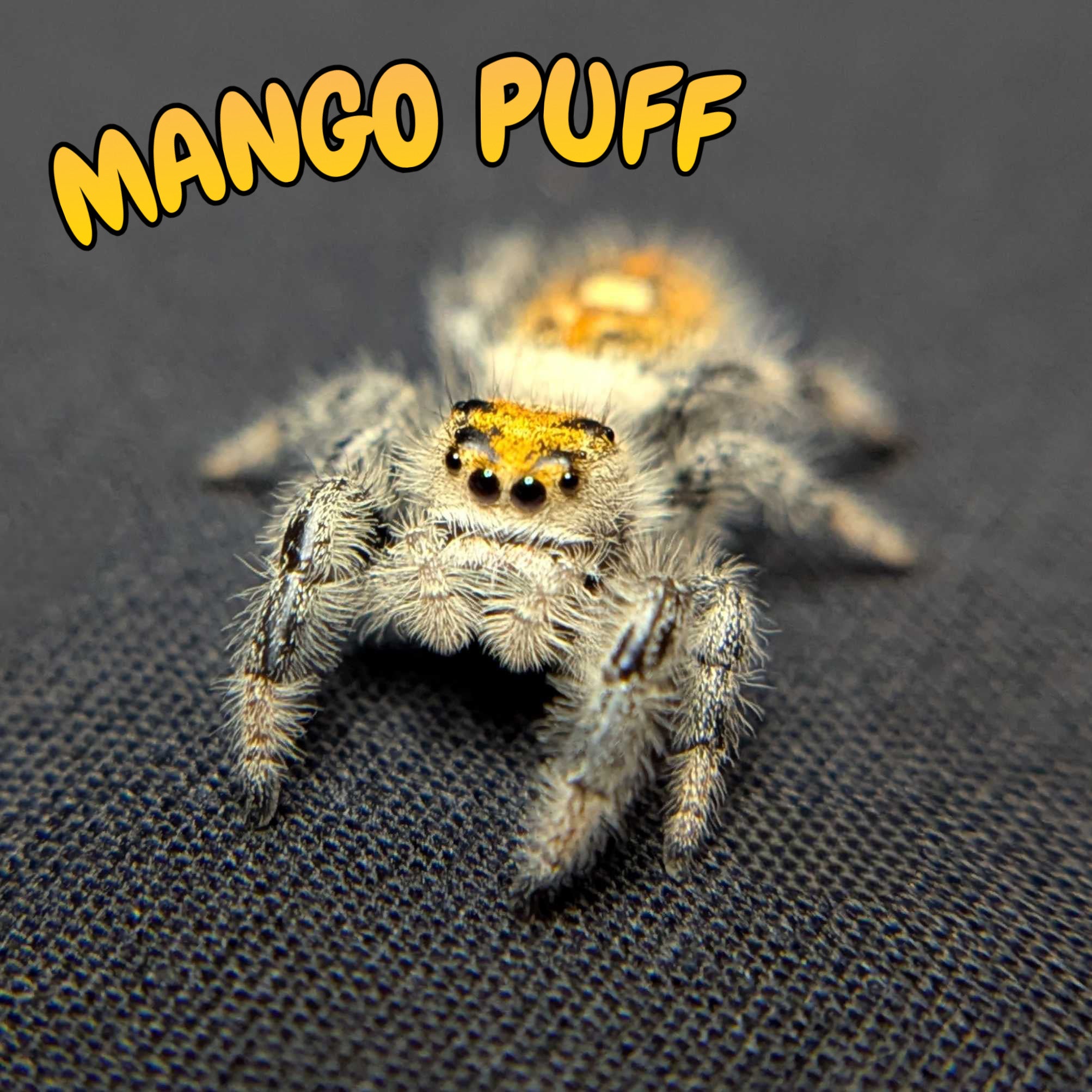 Regal Jumping Spider "Mango Puff"