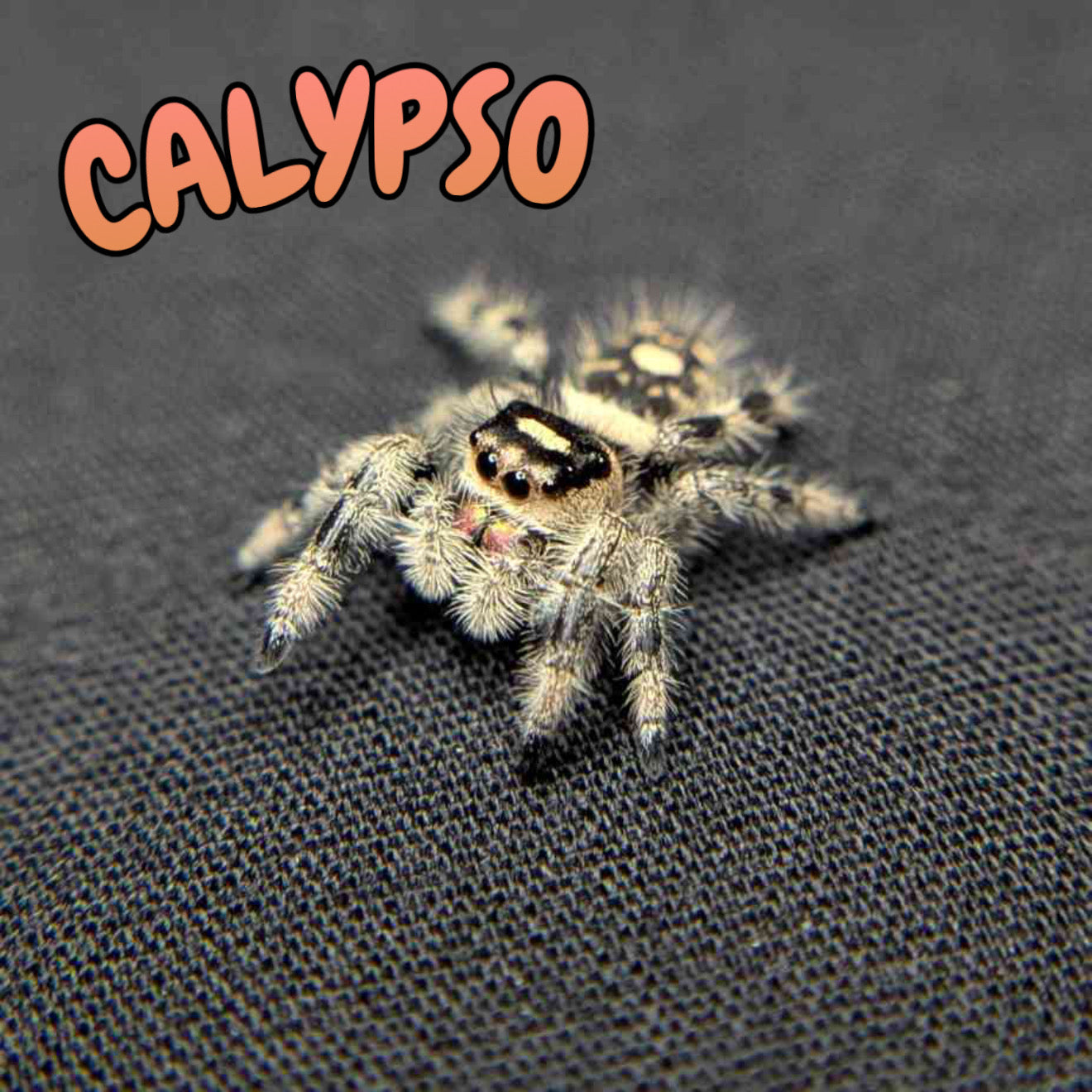 Regal Jumping Spider "Calypso"