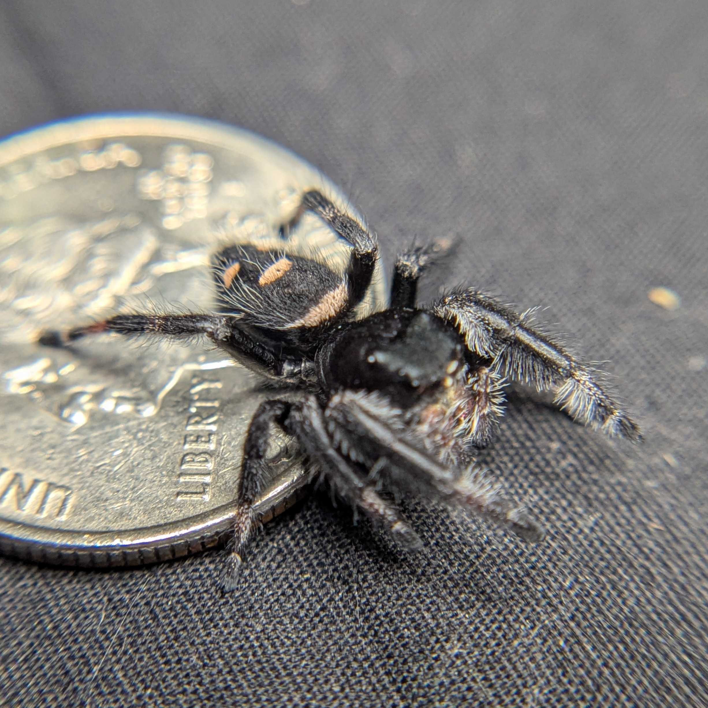 Regal Jumping Spider "Lucy”