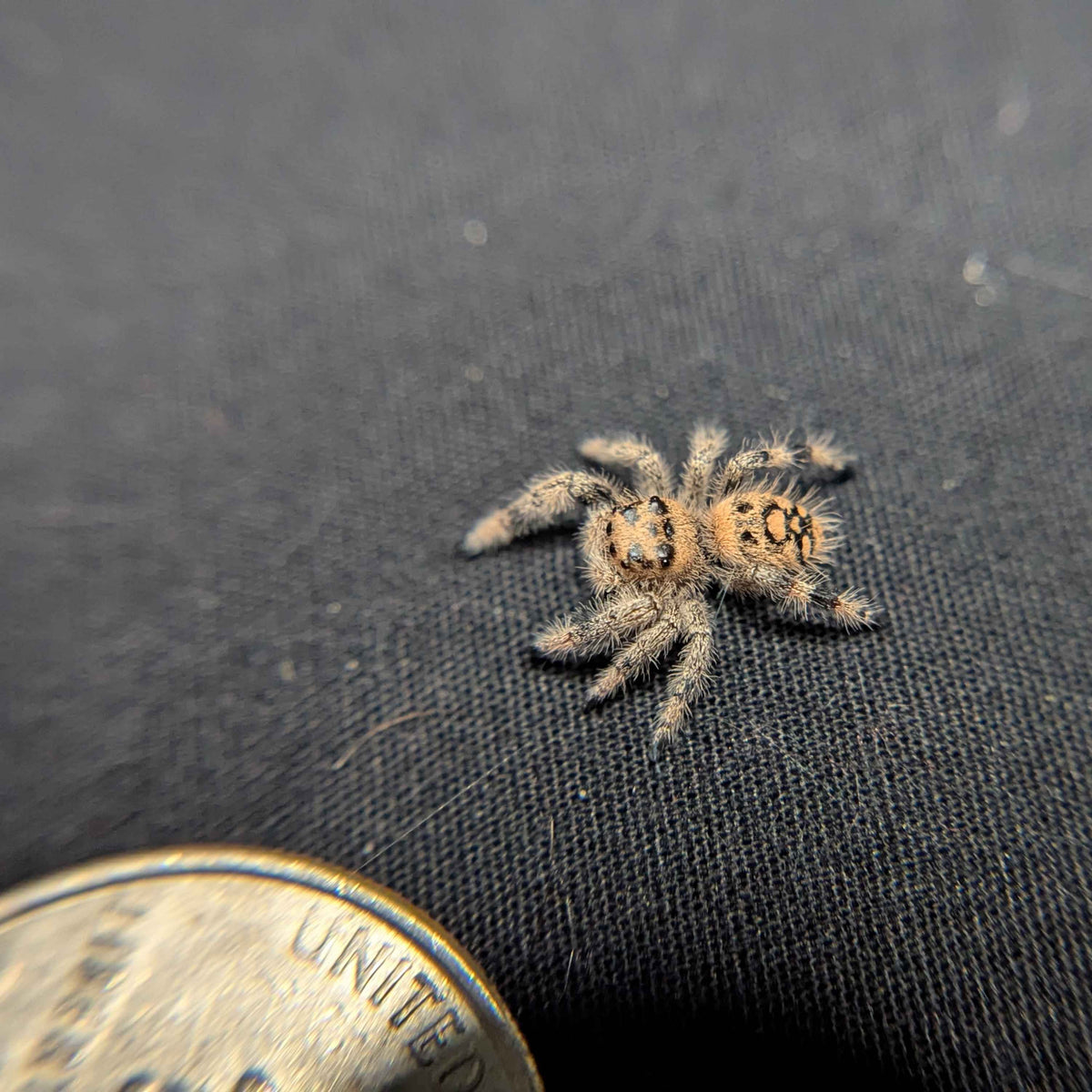Regal Jumping Spider "BlackBerry"
