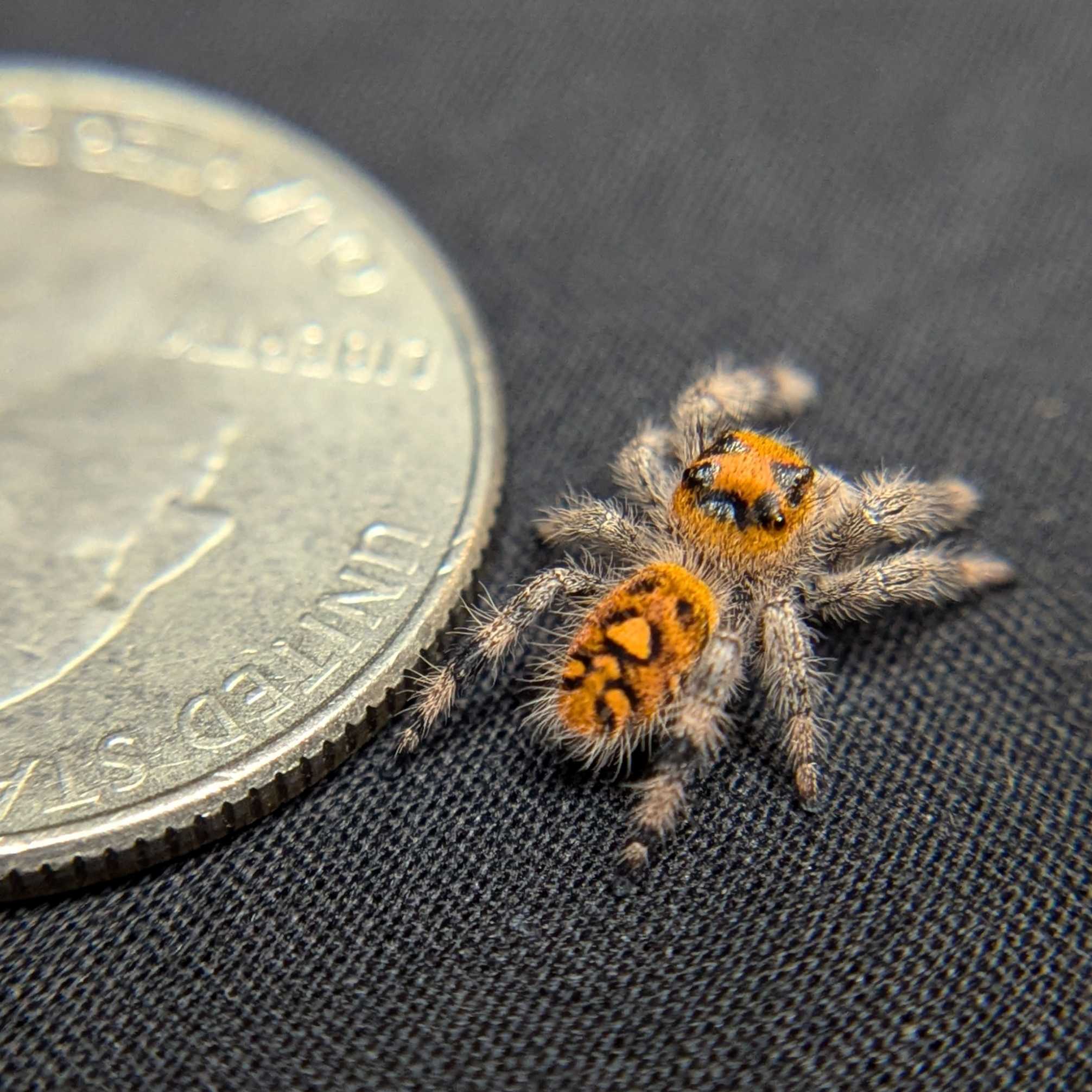 Regal Jumping Spider “Butterscotch”