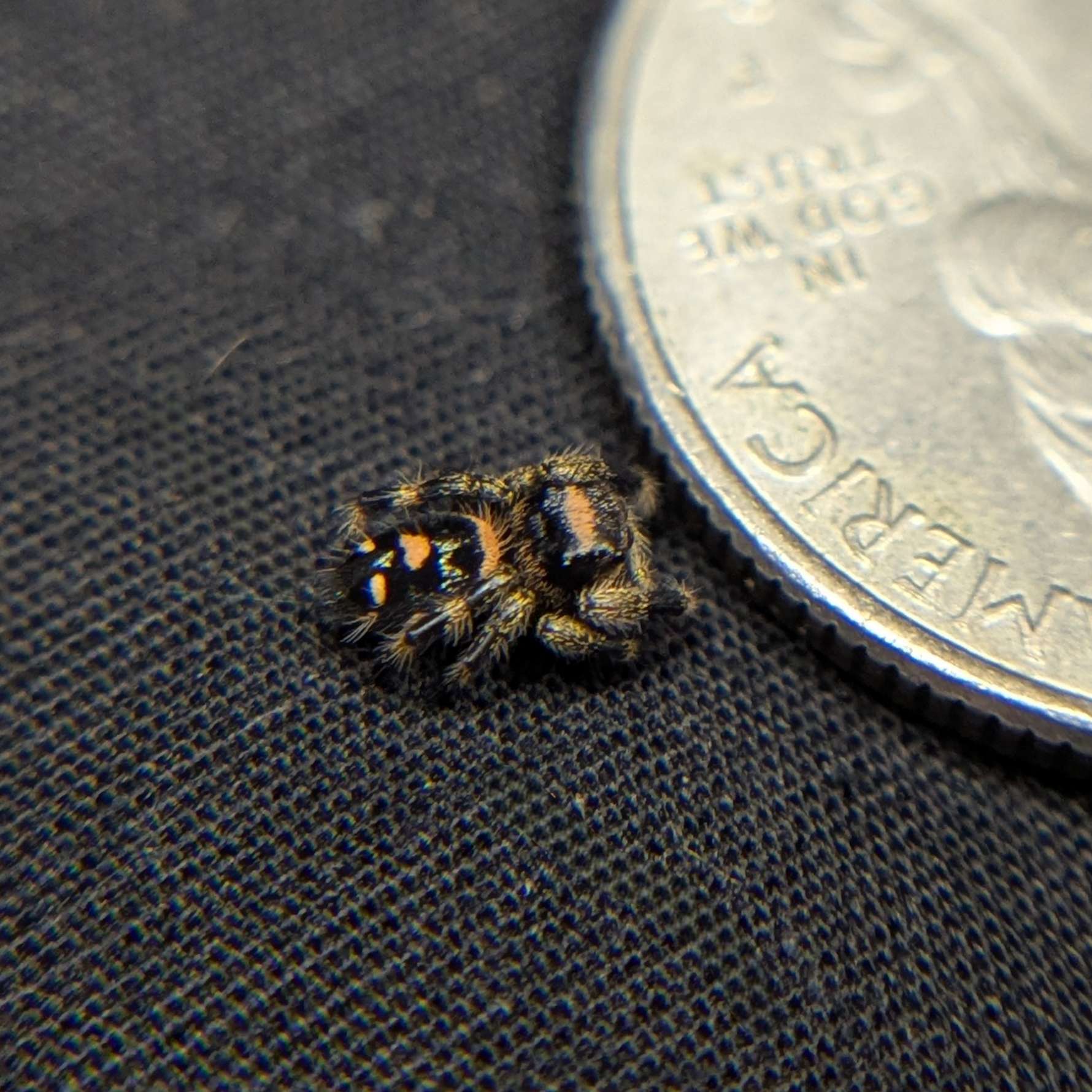 Regal Jumping Spider "Espresso"