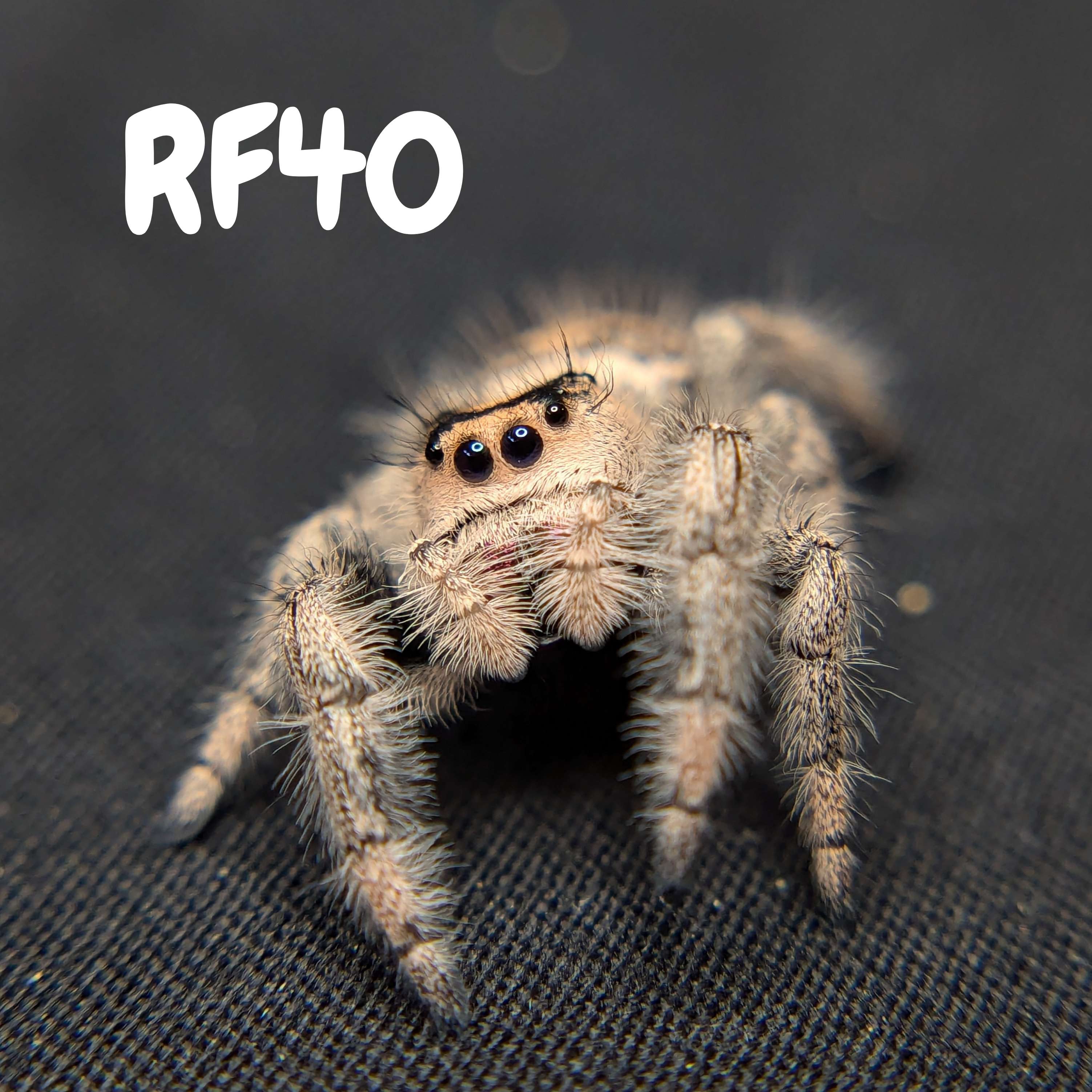 Regal Jumping Spider “Mimosa”