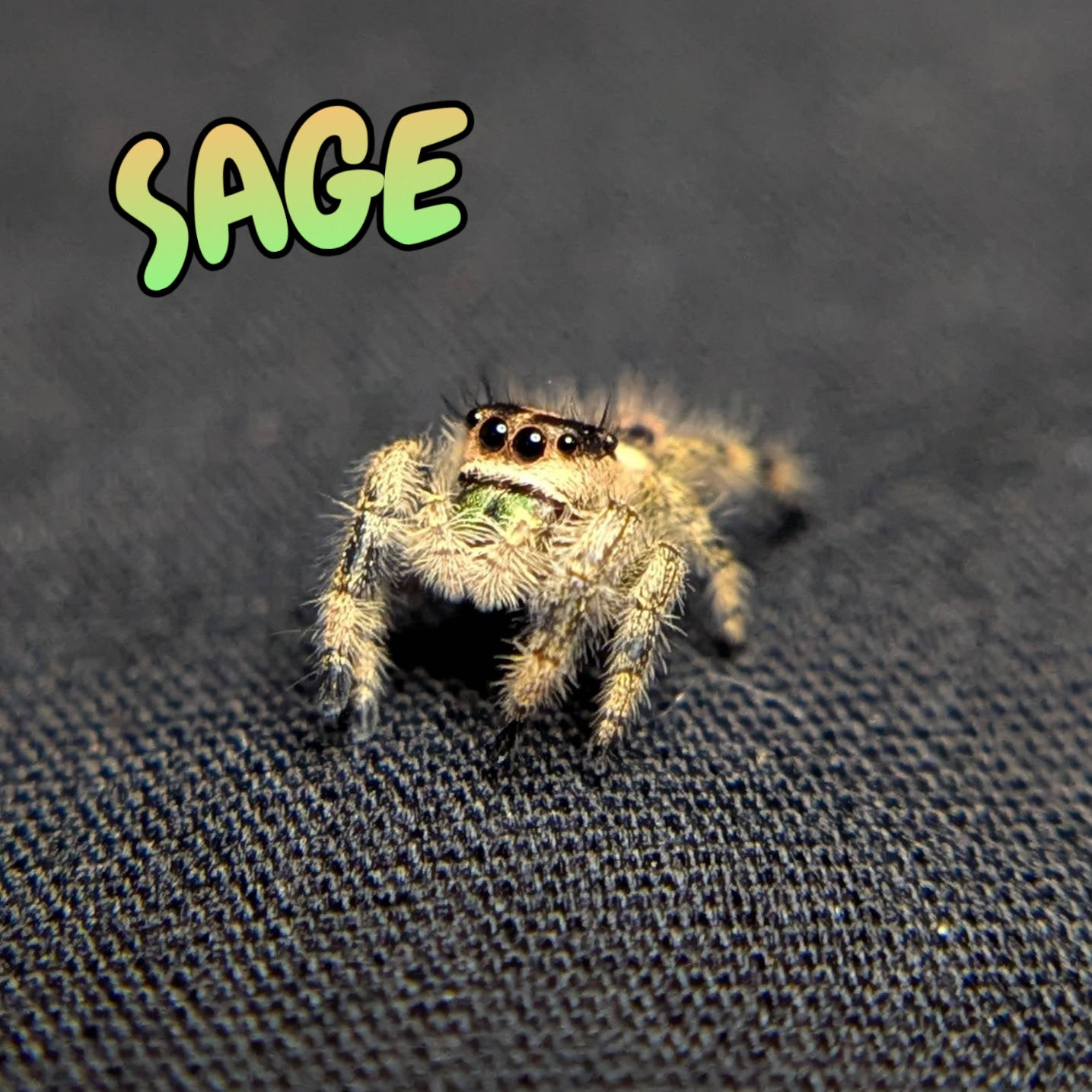 Regal Jumping Spider "Sage"