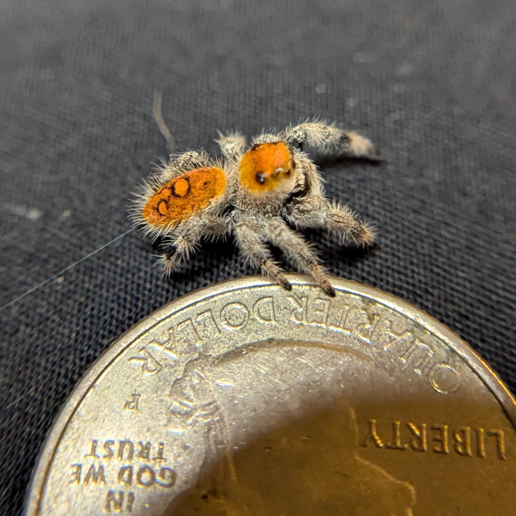 Regal Jumping Spider "Raisin"