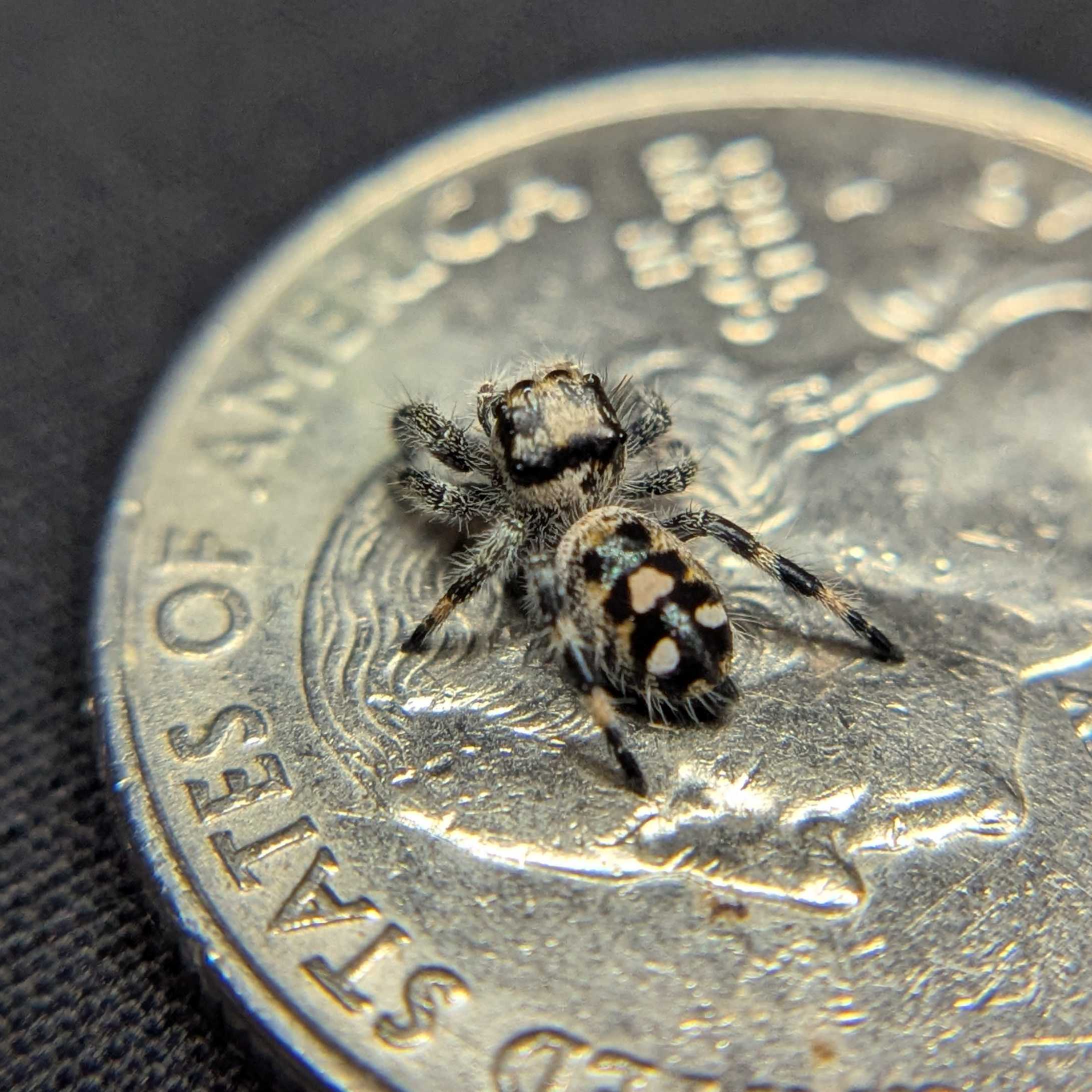 Regal Jumping Spider "Beth"