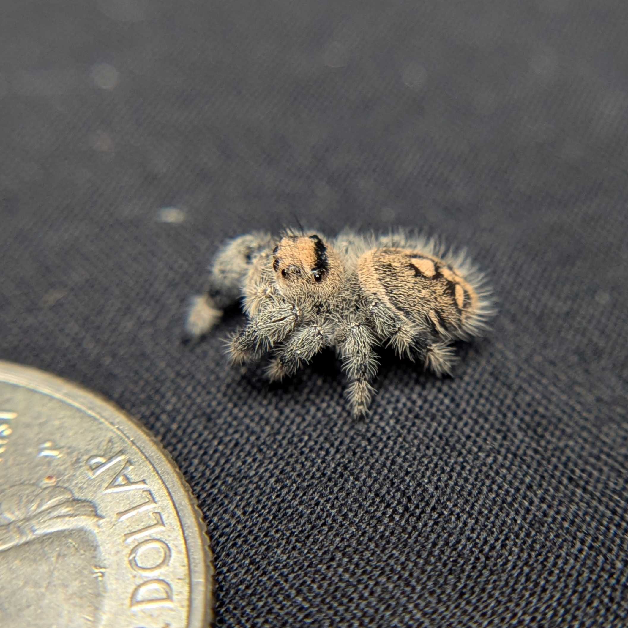 Regal Jumping Spider "Hazel"