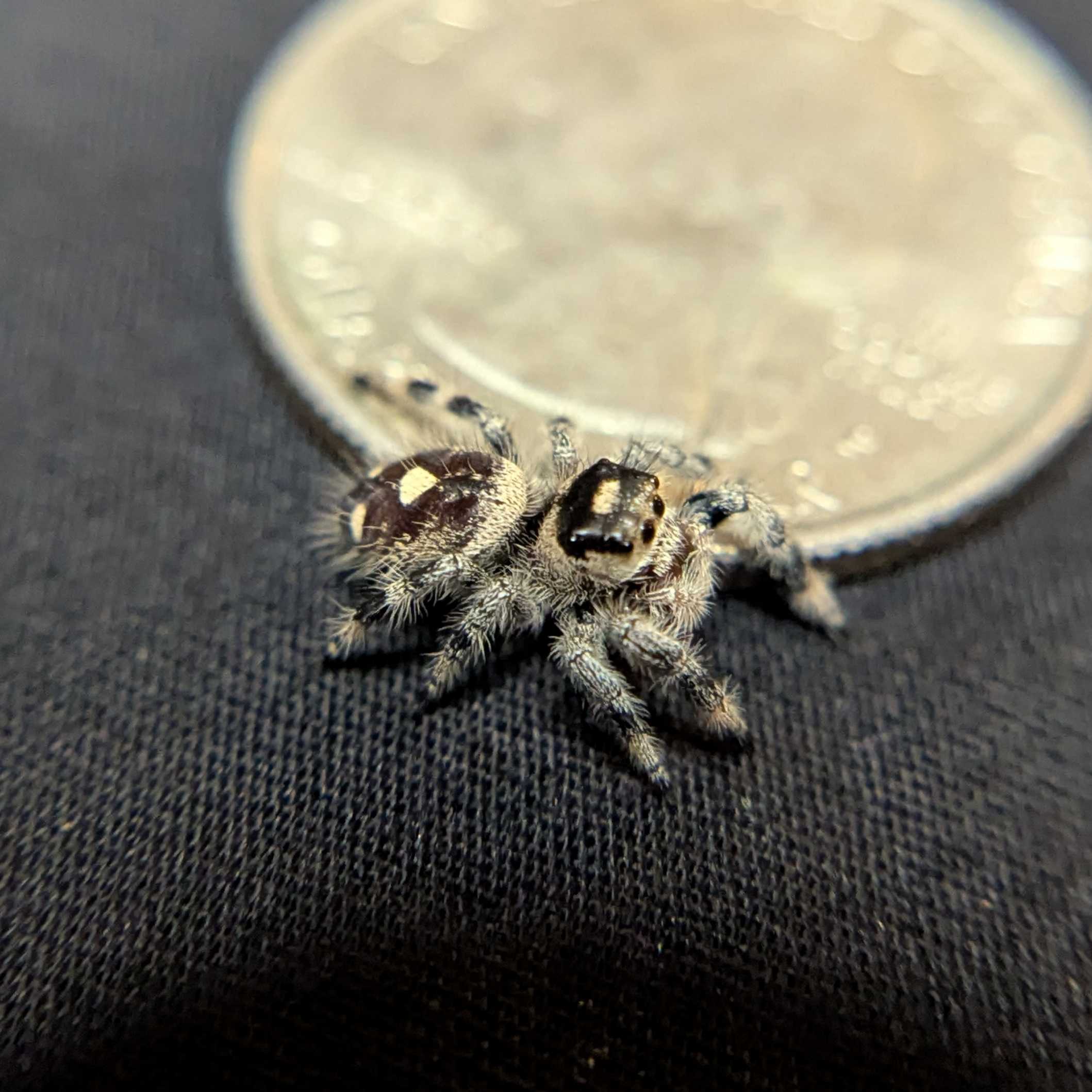 Regal Jumping Spider "Ivyplum"