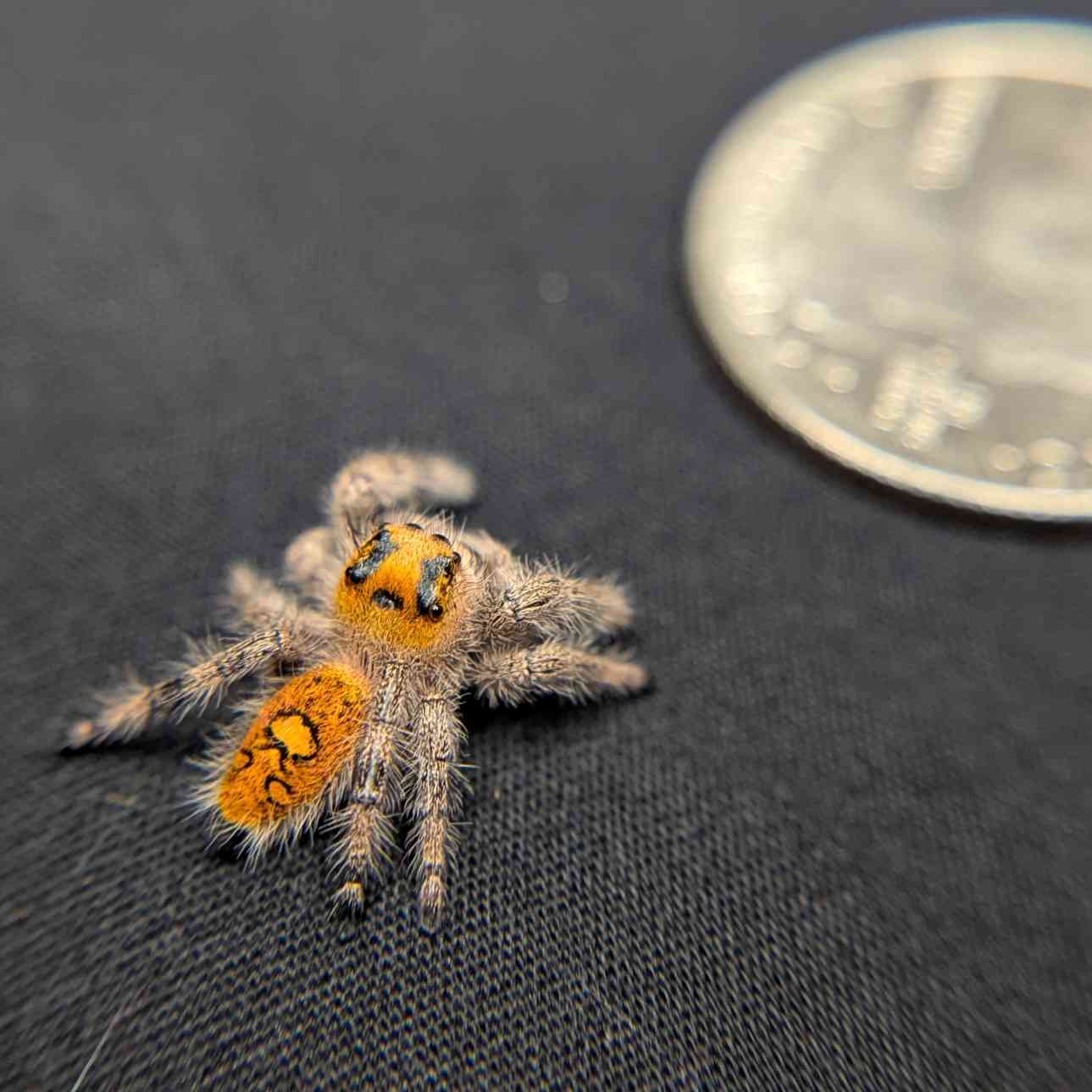 Regal Jumping Spider "Sunrise"