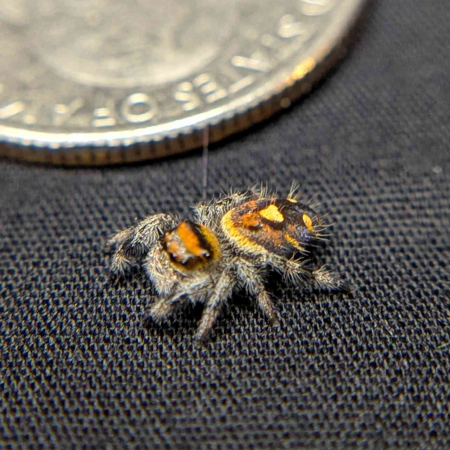 Regal Jumping Spider "Spooky"