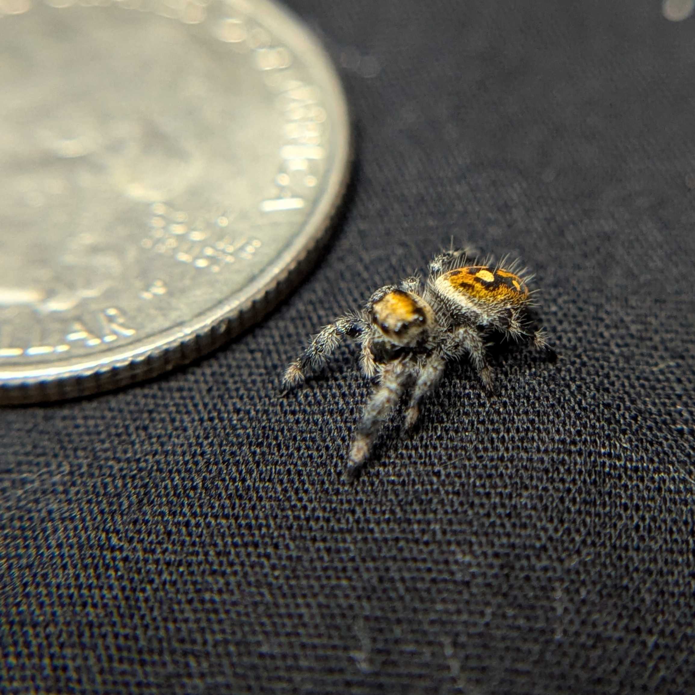 Regal Jumping Spider "Butter"
