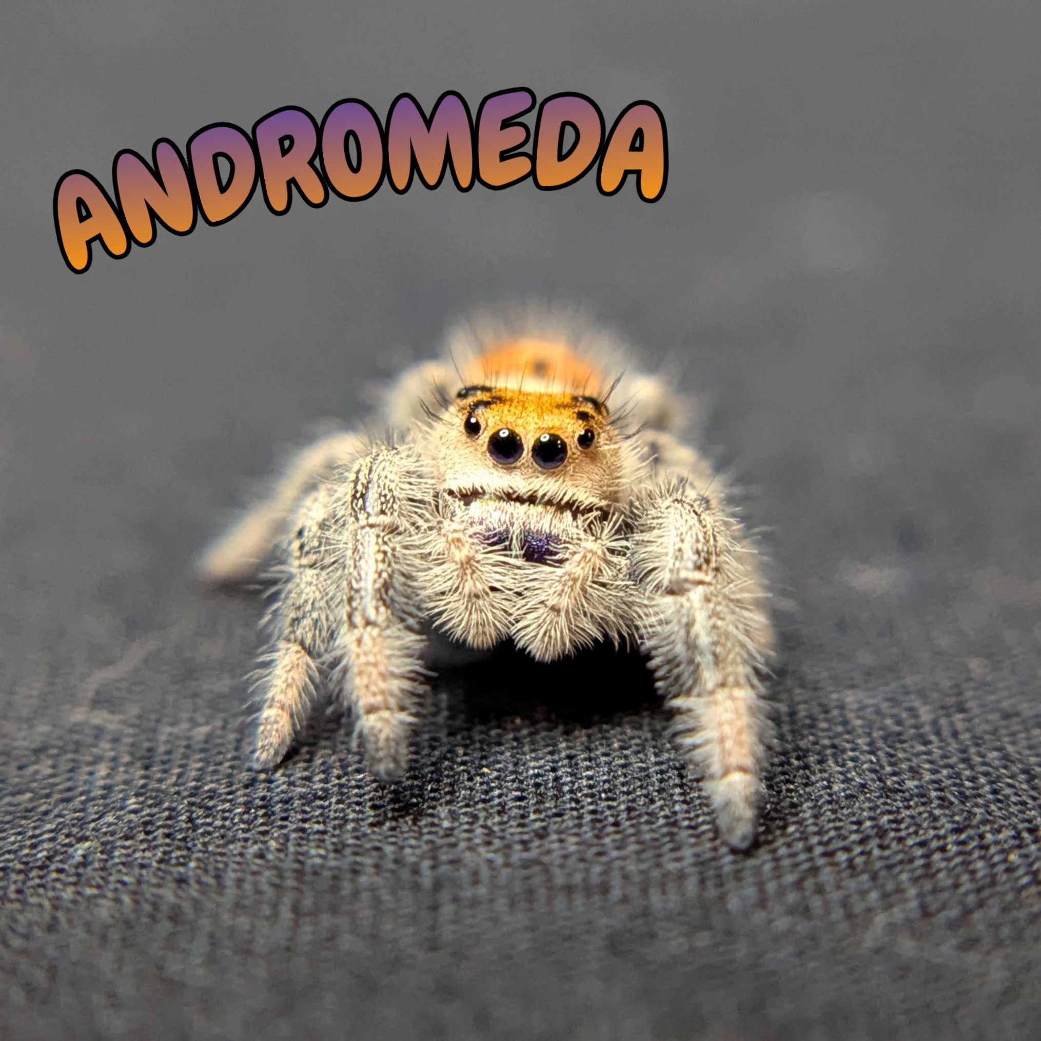Regal Jumping Spider "Andromeda"