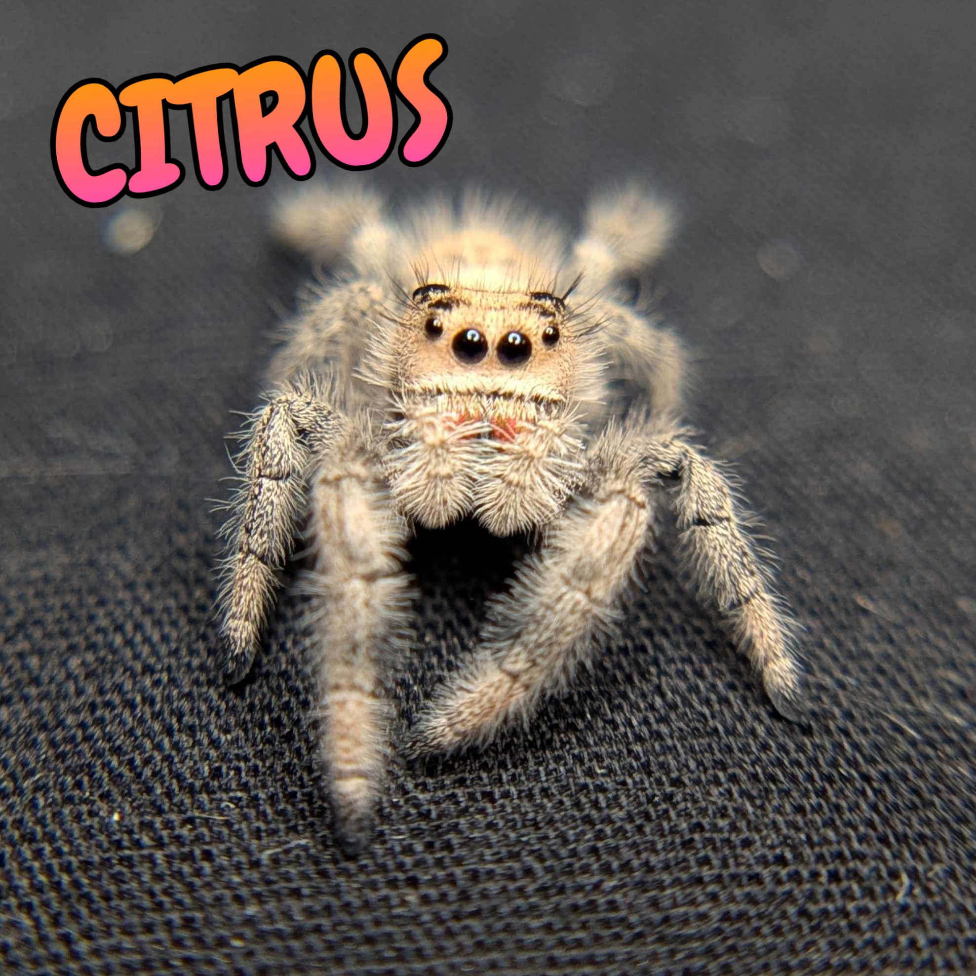 Regal Jumping Spider "Citrus"