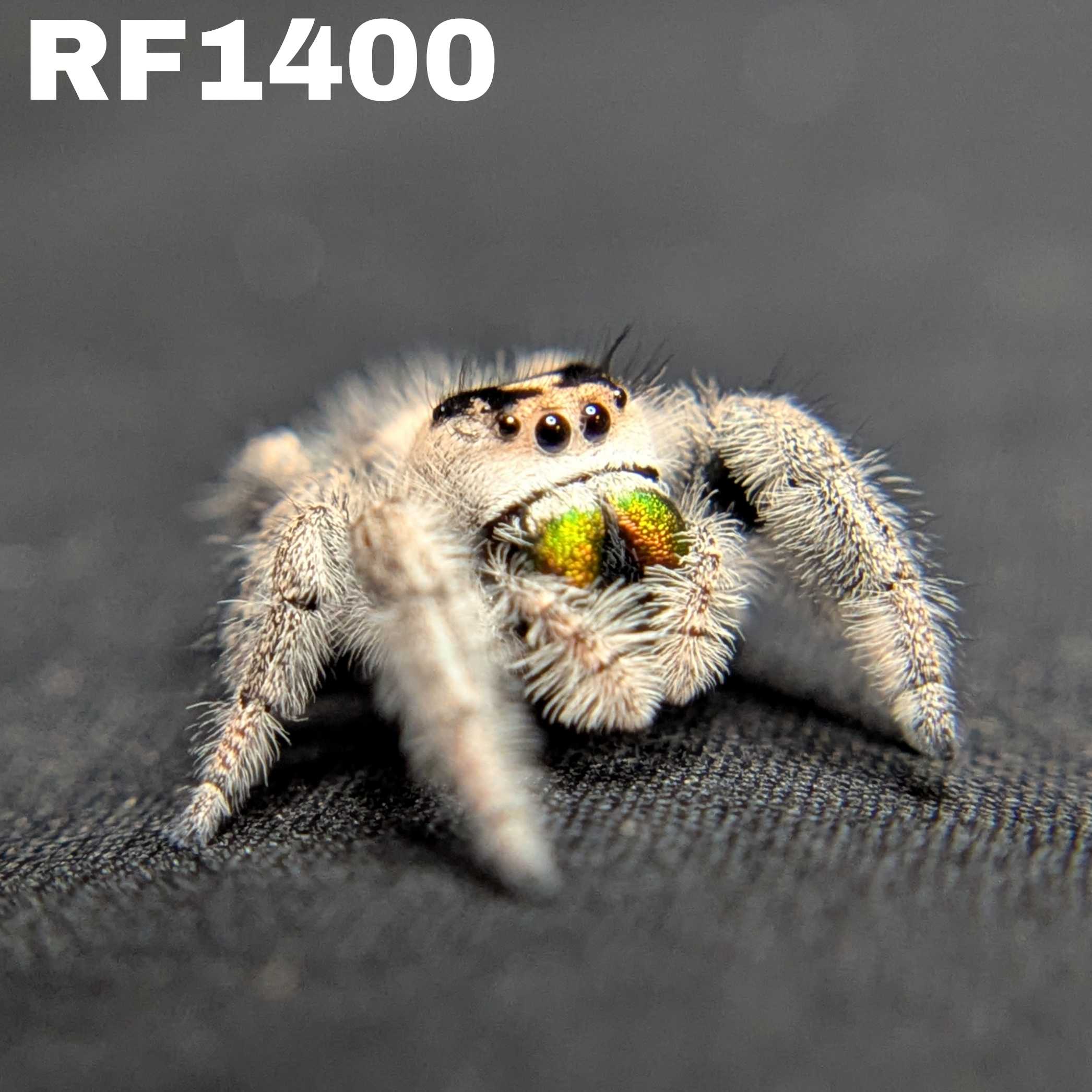 Regal Jumping Spider “Peridot”