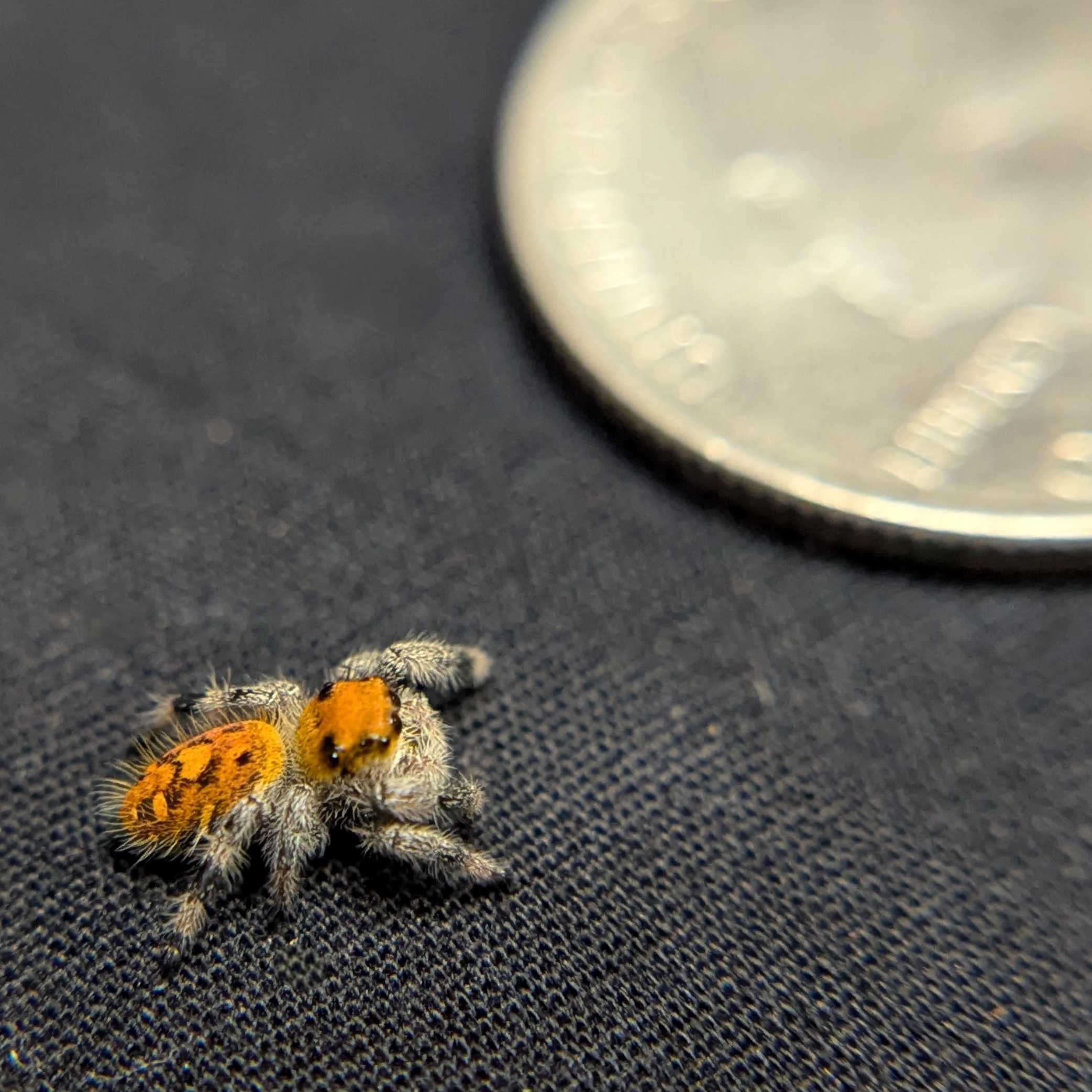 Regal Jumping Spider “Copper”