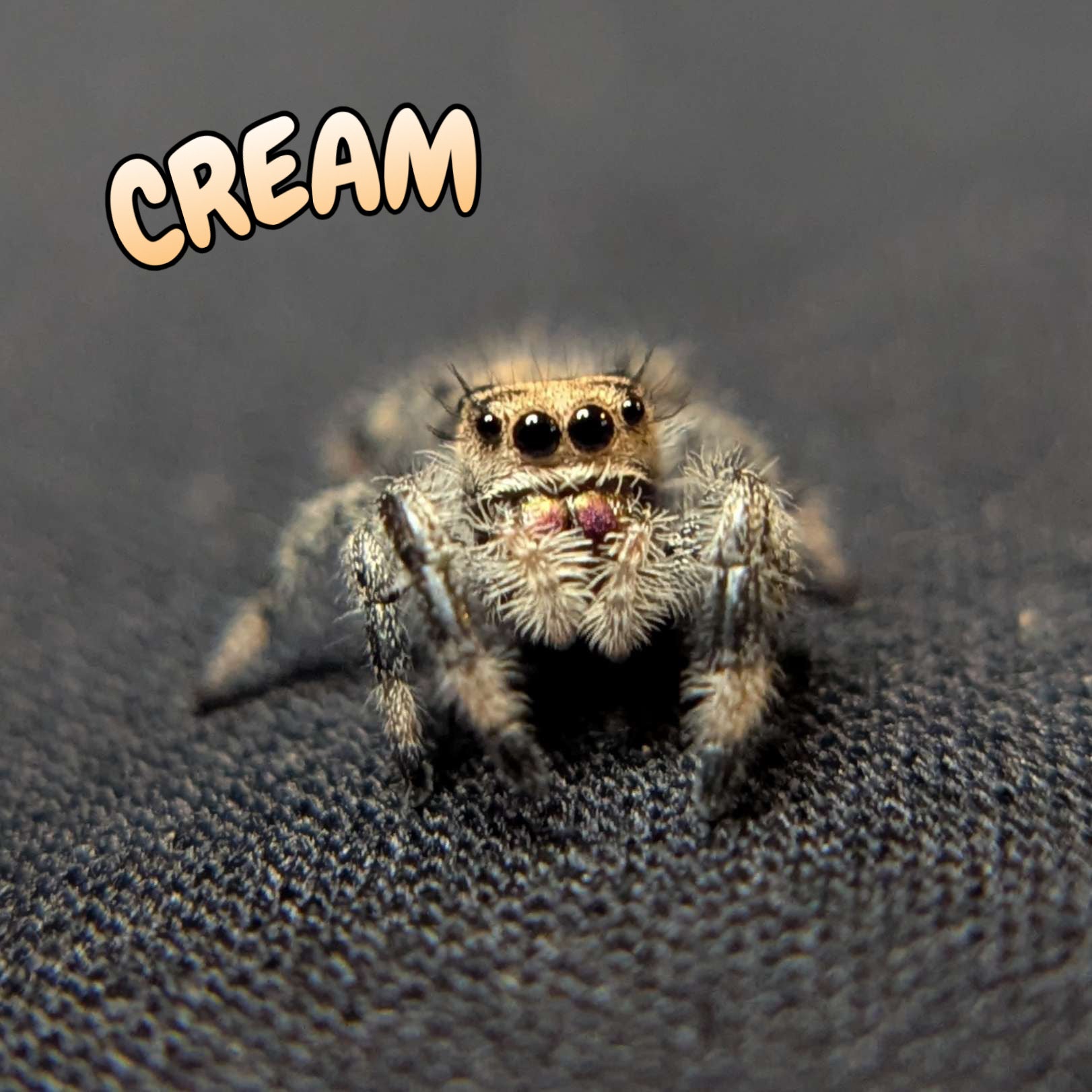 Regal Jumping Spider "Cream"