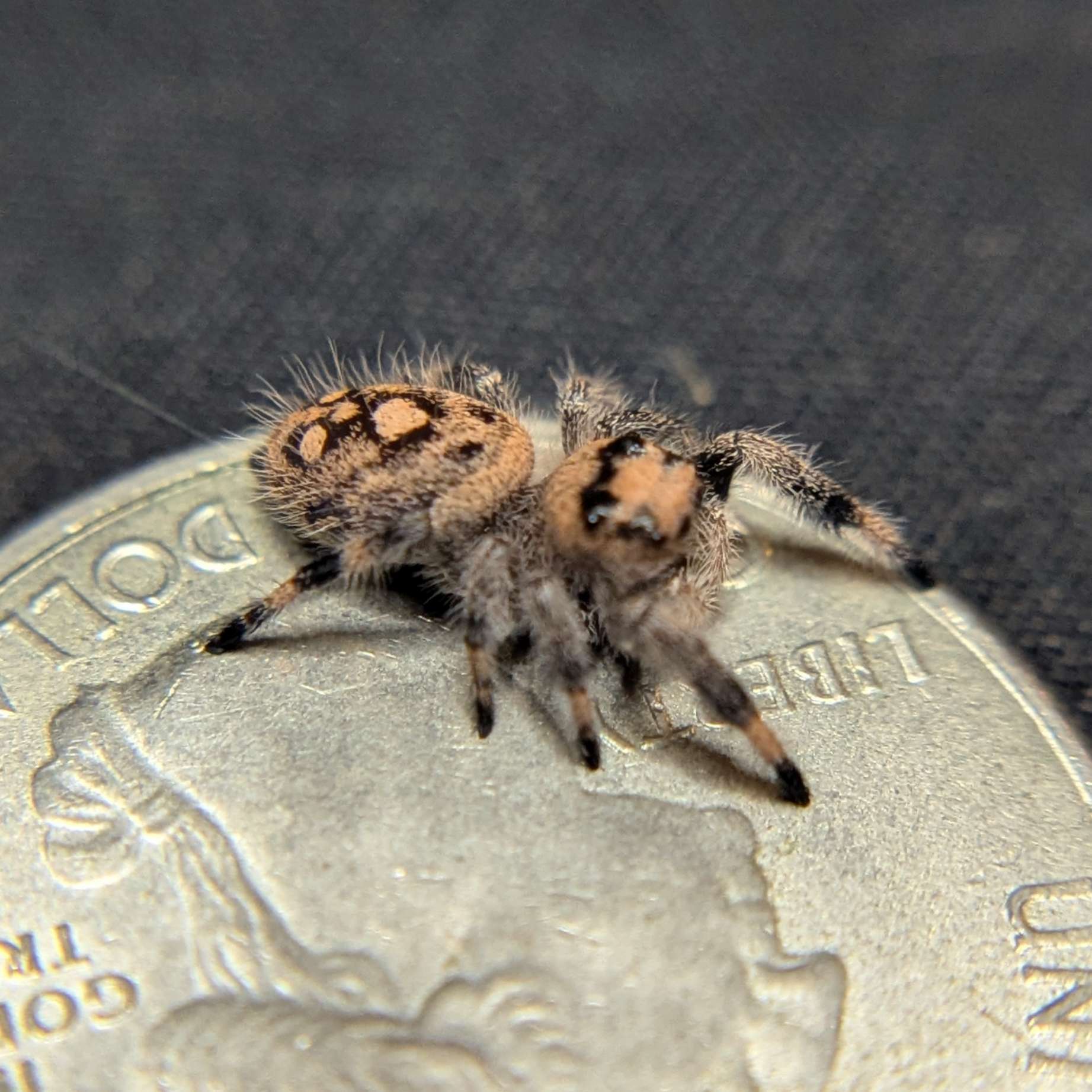 Regal Jumping Spider "Banana"