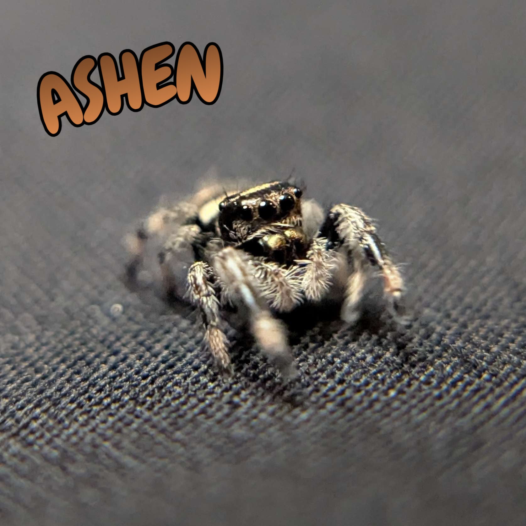 Regal Jumping Spider "Ashen"