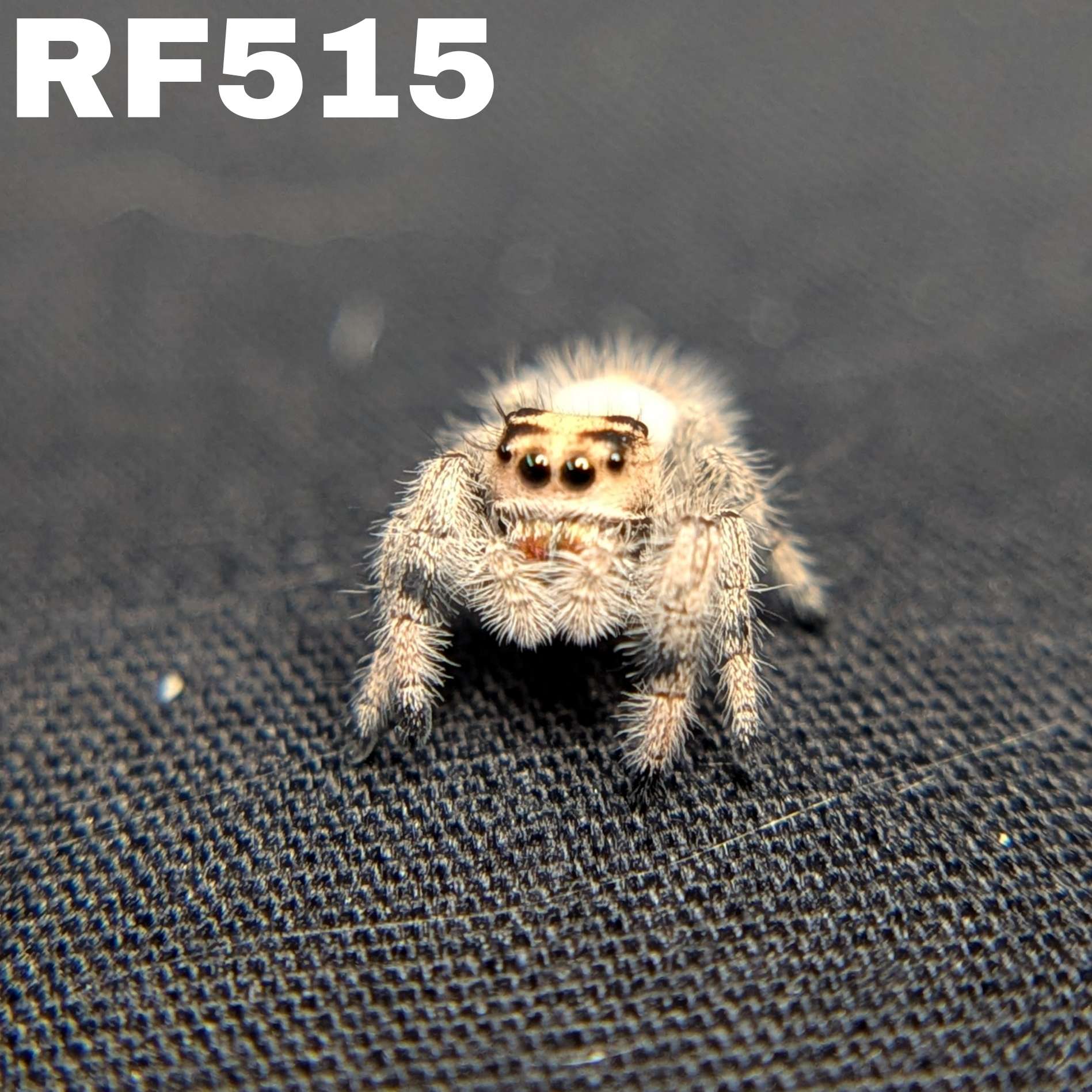 Regal Jumping Spider "Cornbread"