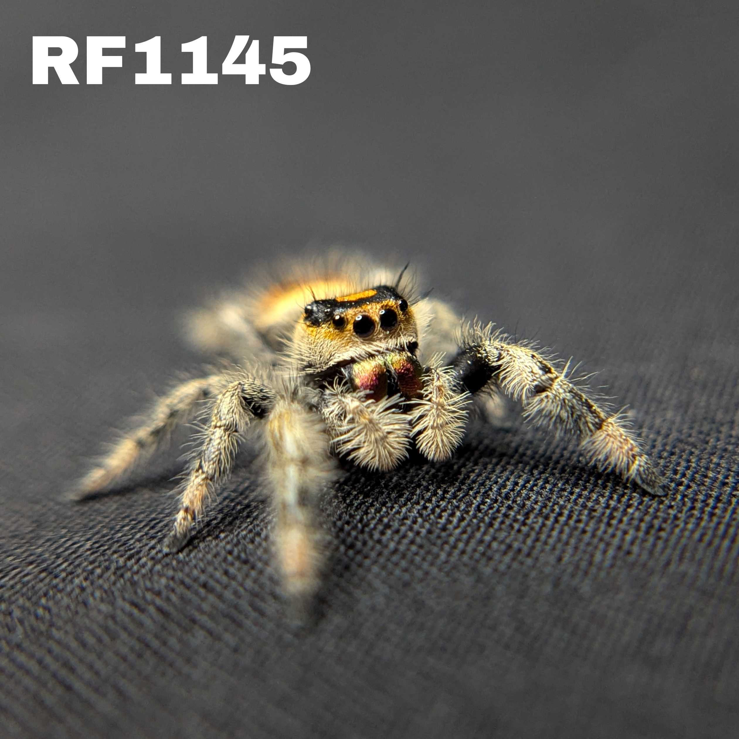 Regal Jumping Spider “Magma”