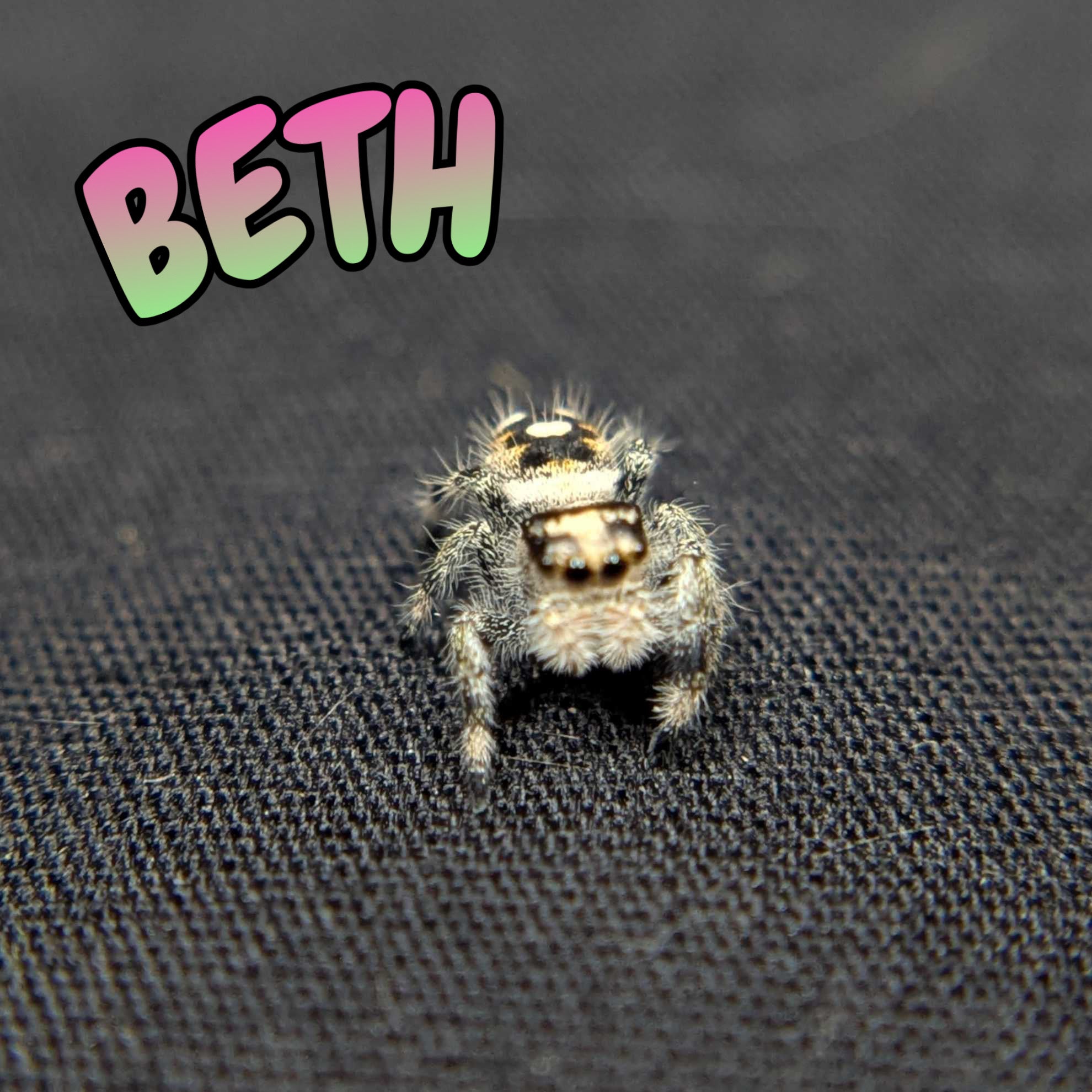 Regal Jumping Spider "Beth"