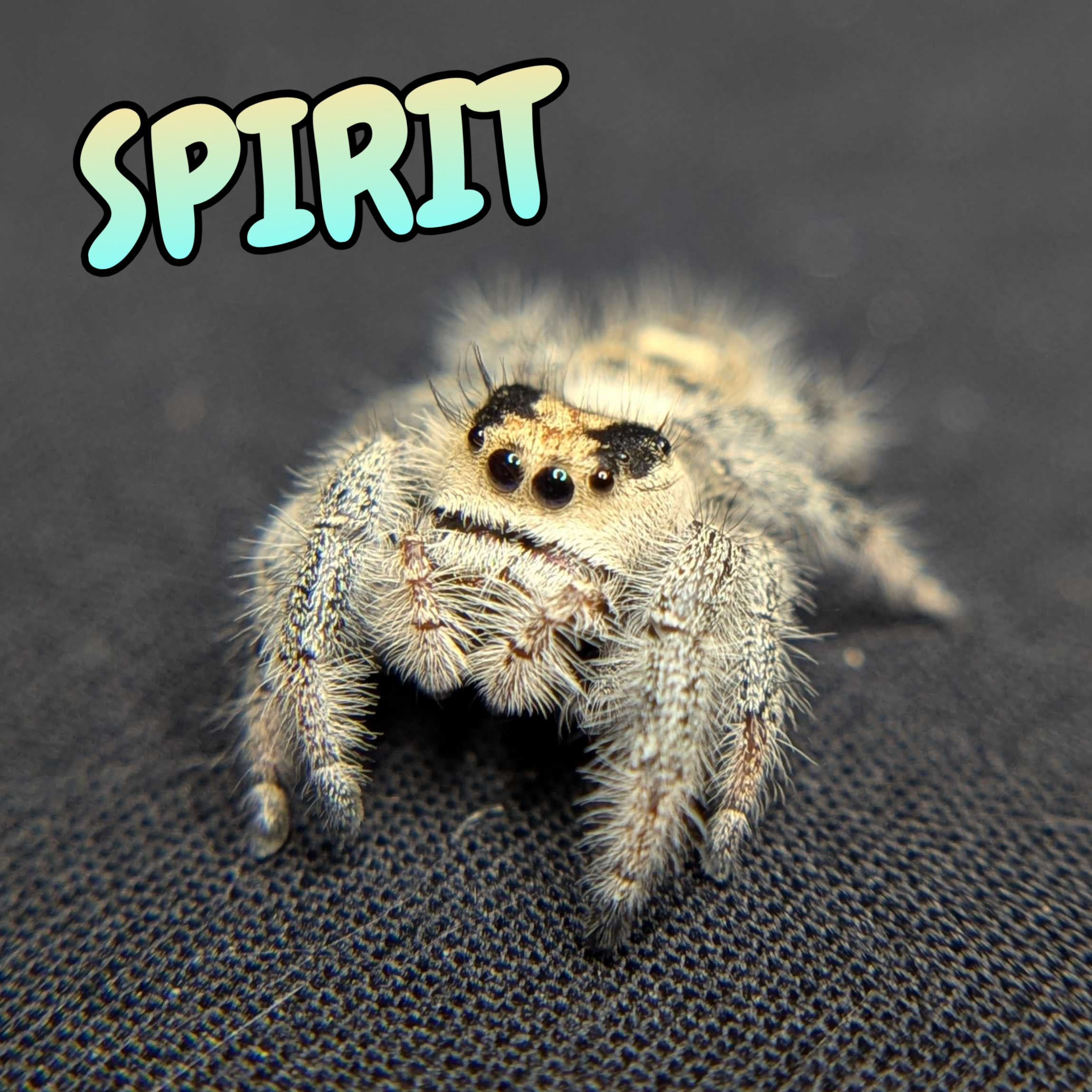 Regal Jumping Spider "Spirit"
