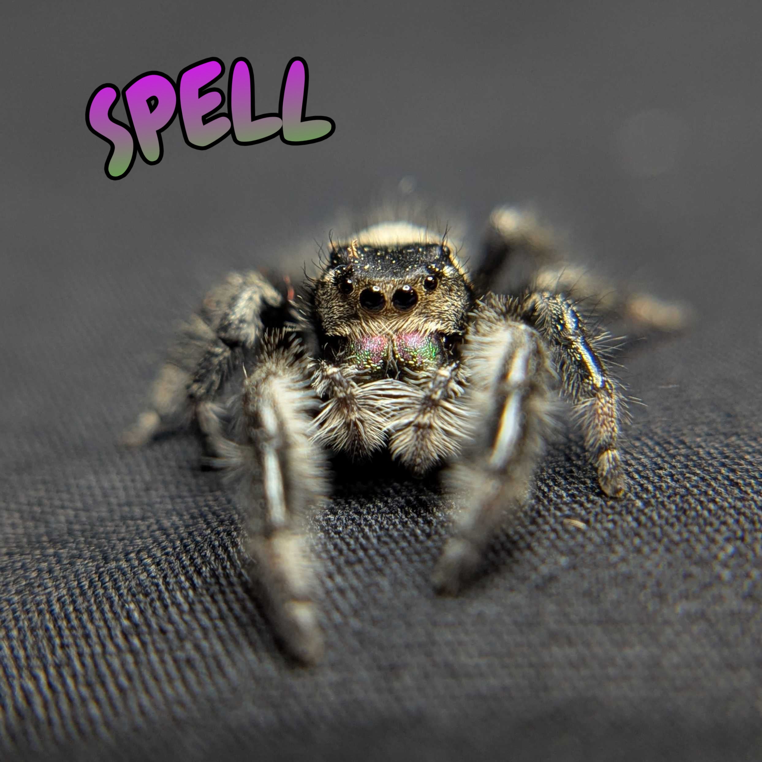 Regal Jumping Spider "Spell"