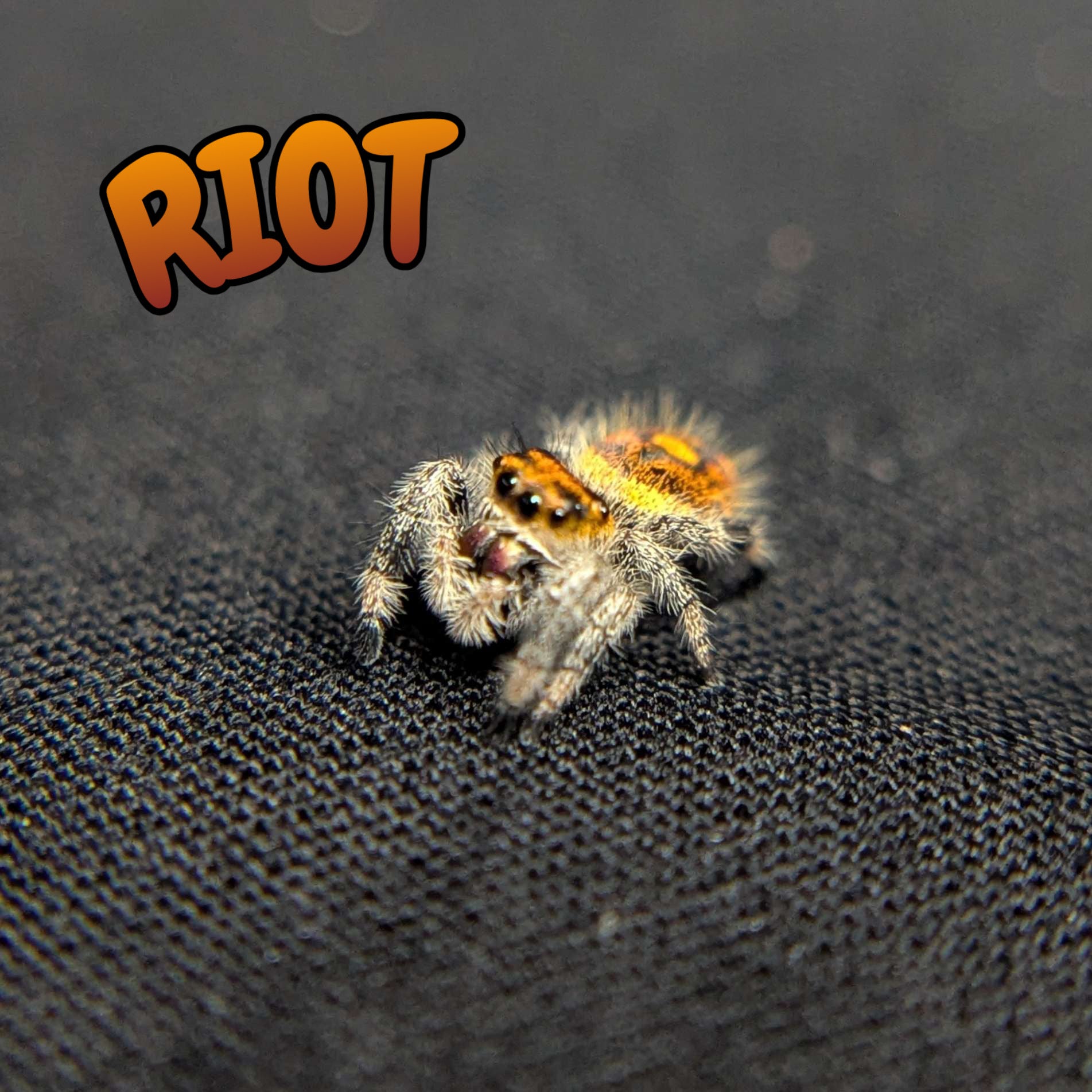 Regal Jumping Spider “Riot”