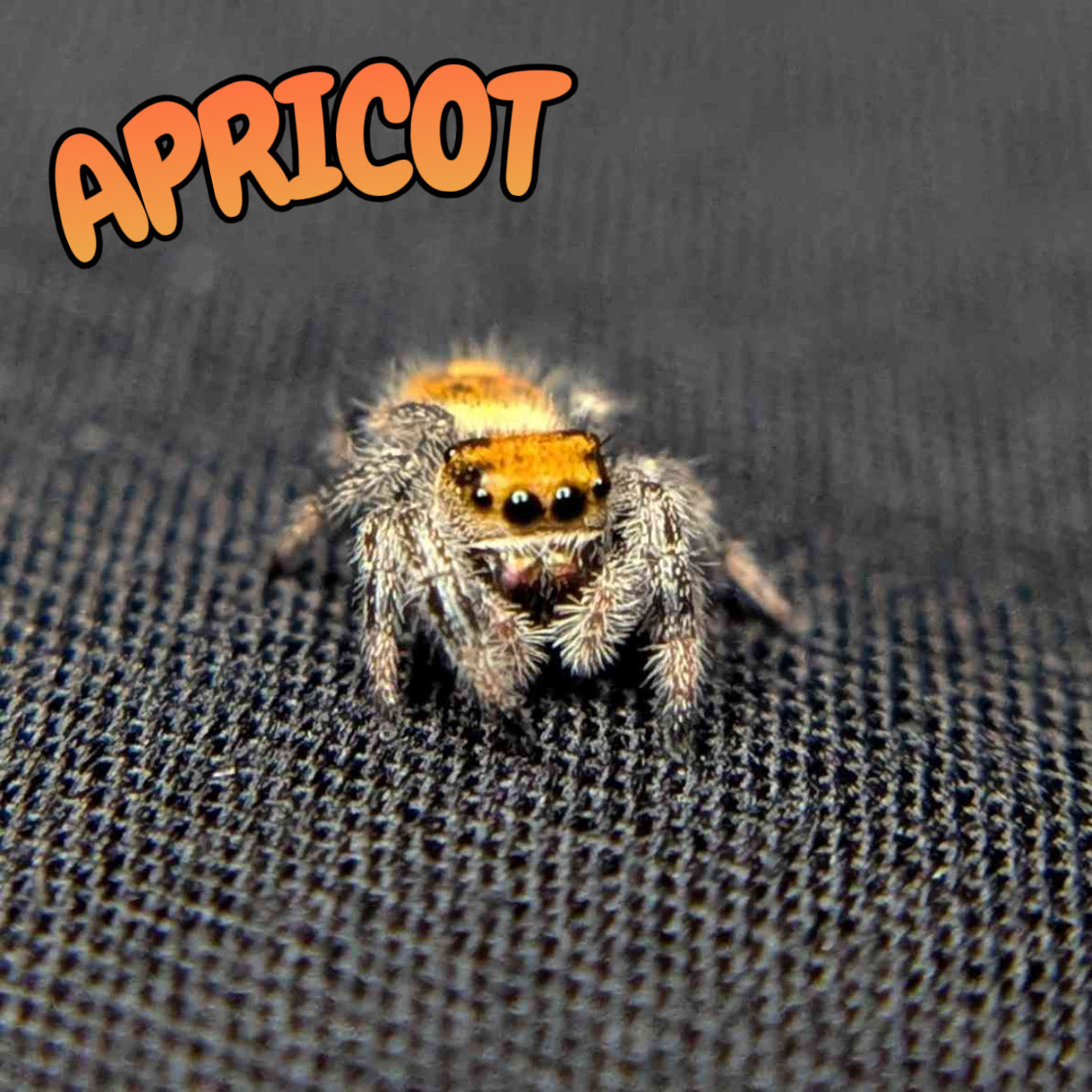 Regal Jumping Spider “Apricot”