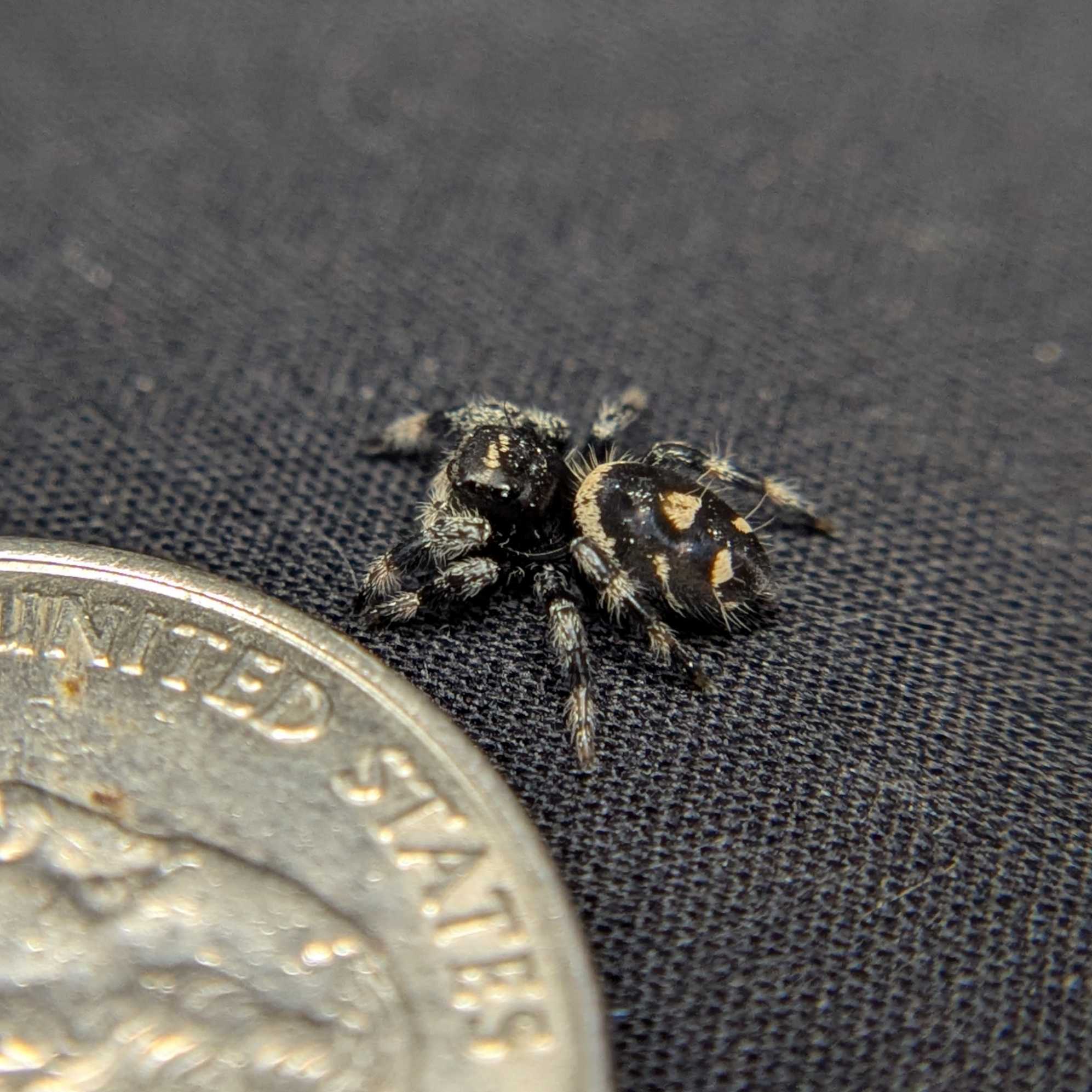 Regal Jumping Spider "Midnight"