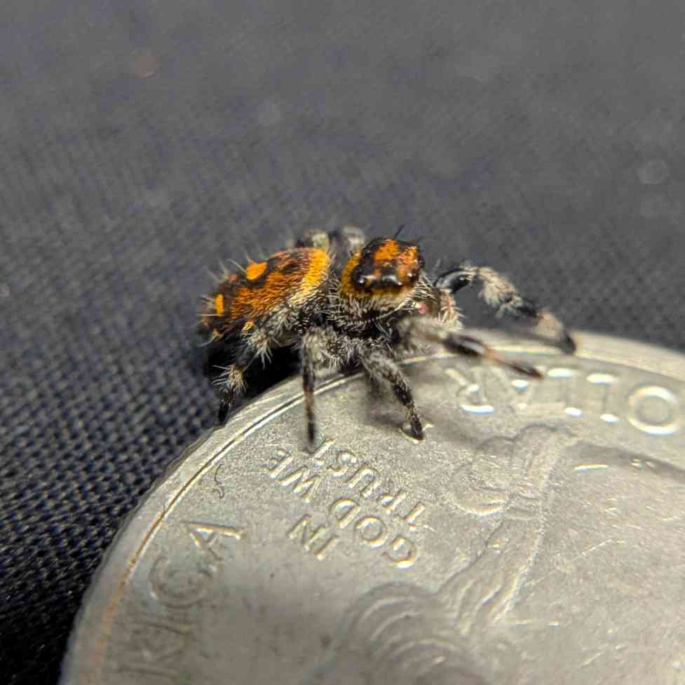 Regal Jumping Spider "Radiante"