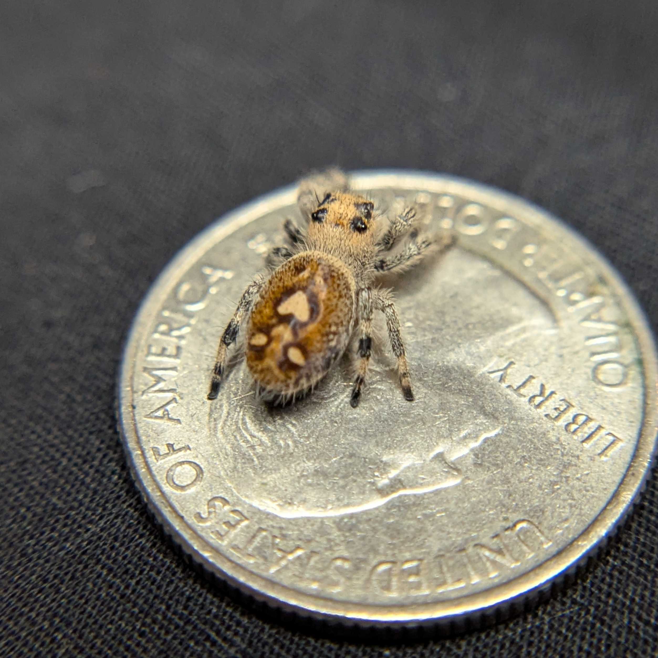 Regal Jumping Spider “Nova”