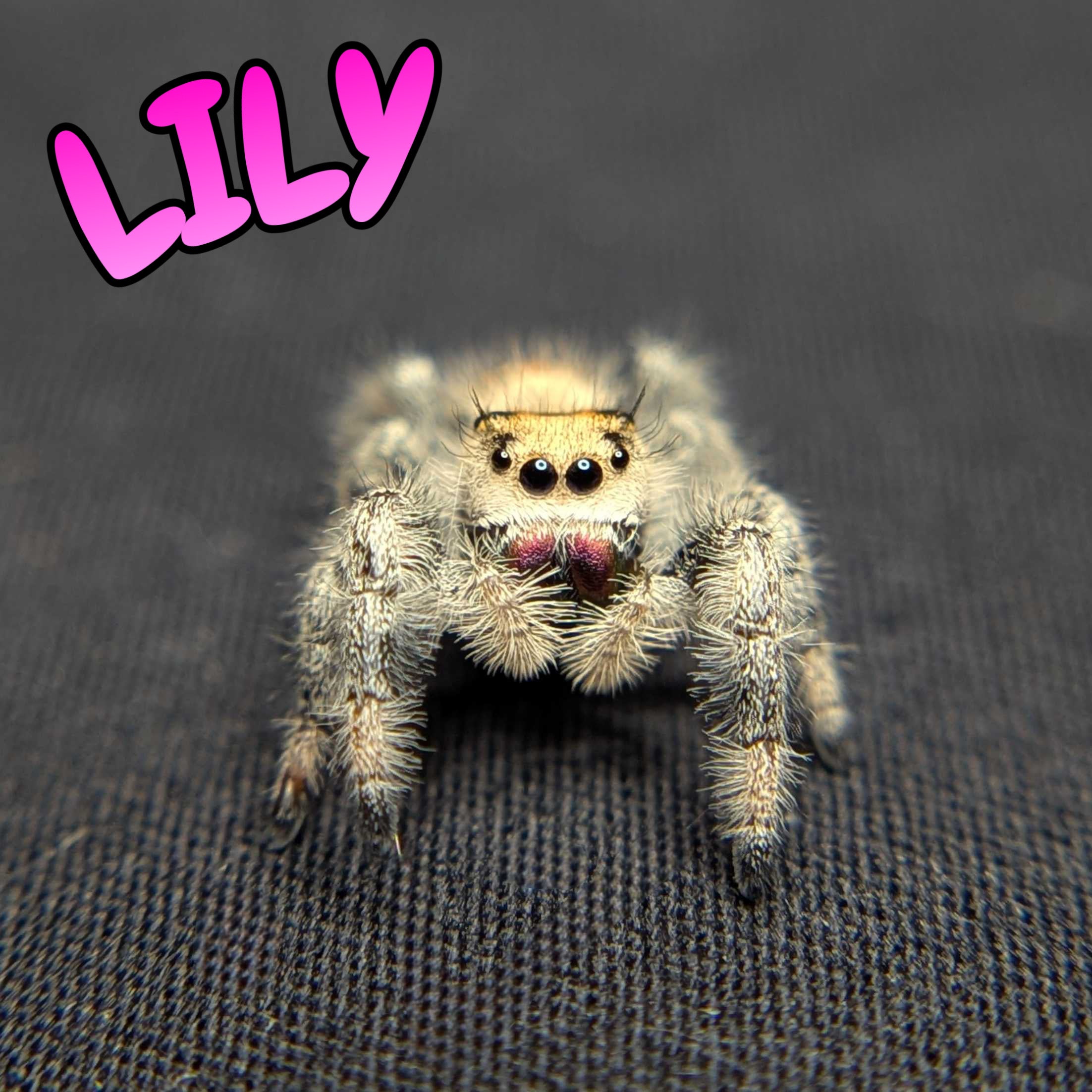 Regal Jumping Spider "Lily"