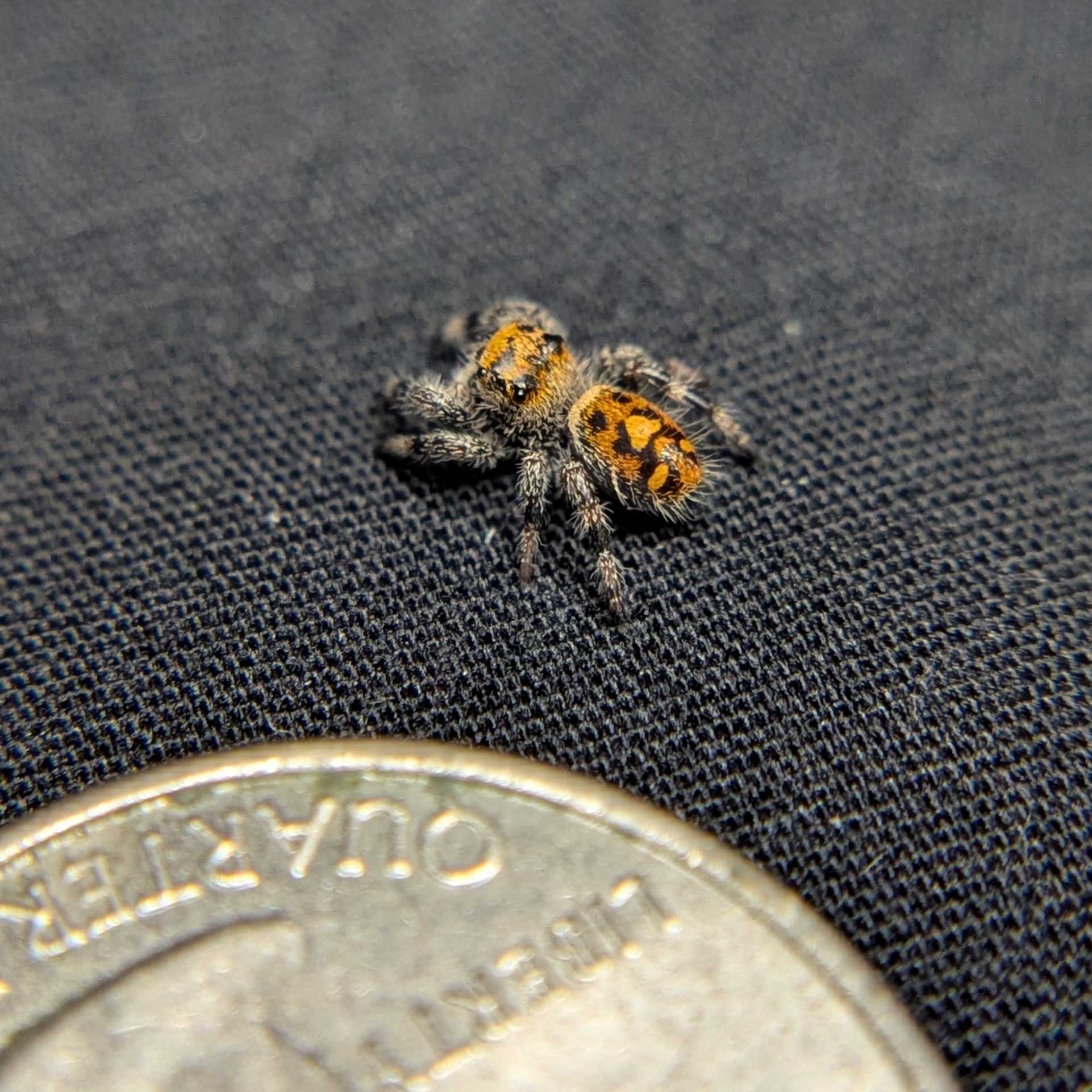 Regal Jumping Spider "Fireball"