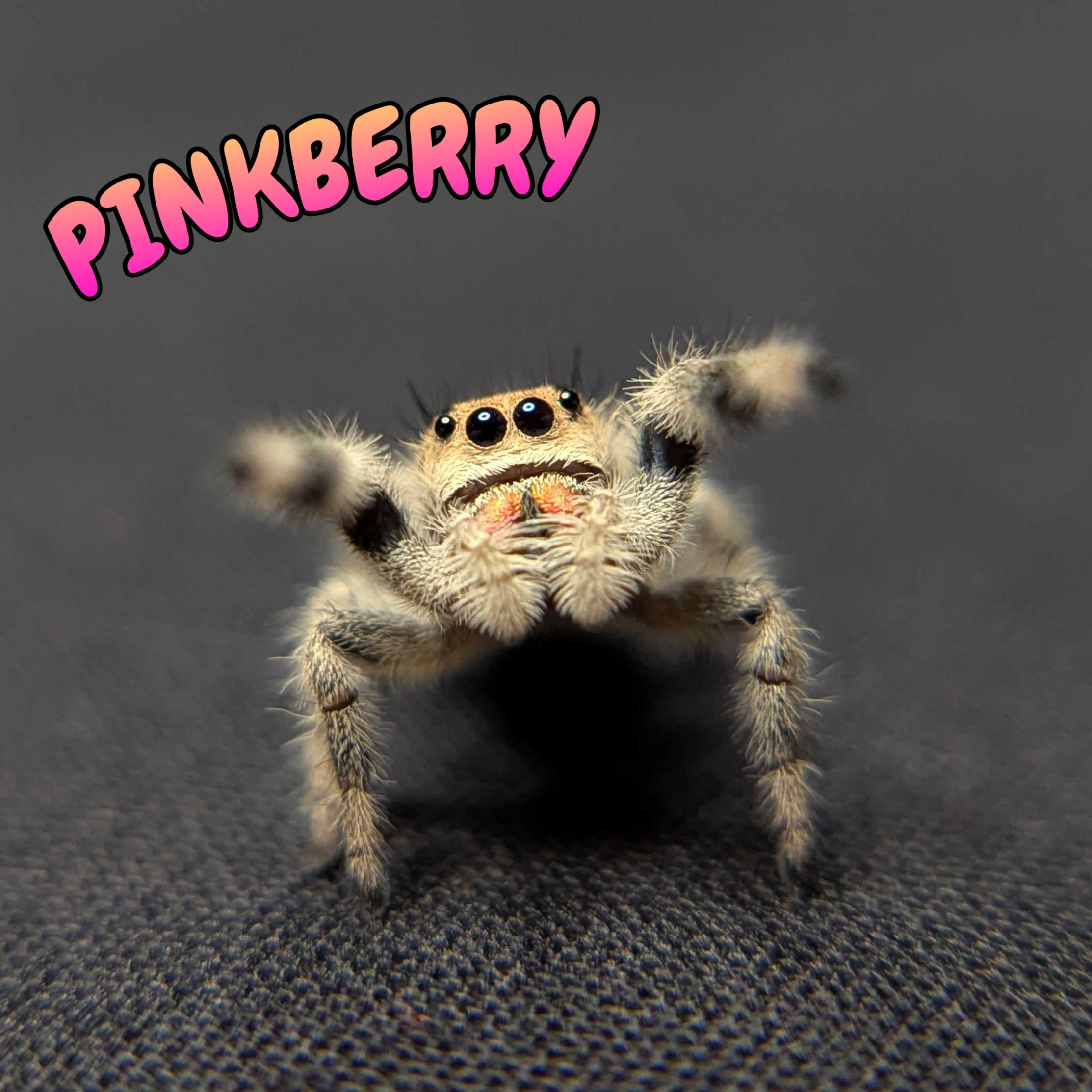 Regal Jumping Spider "Pinkberry"
