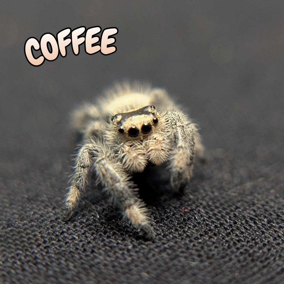 Regal Jumping Spider "Coffee"