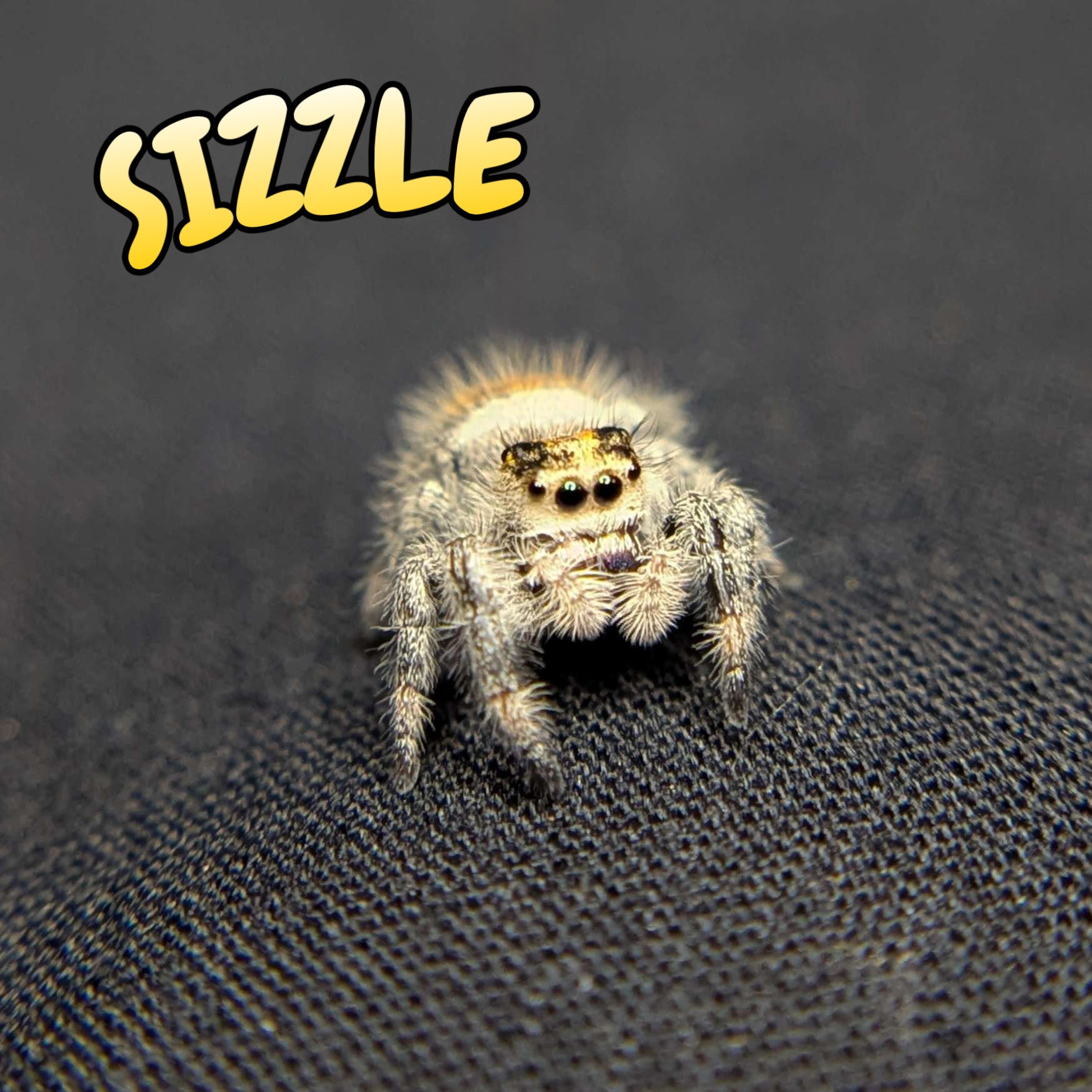 Regal Jumping Spider "Sizzle"