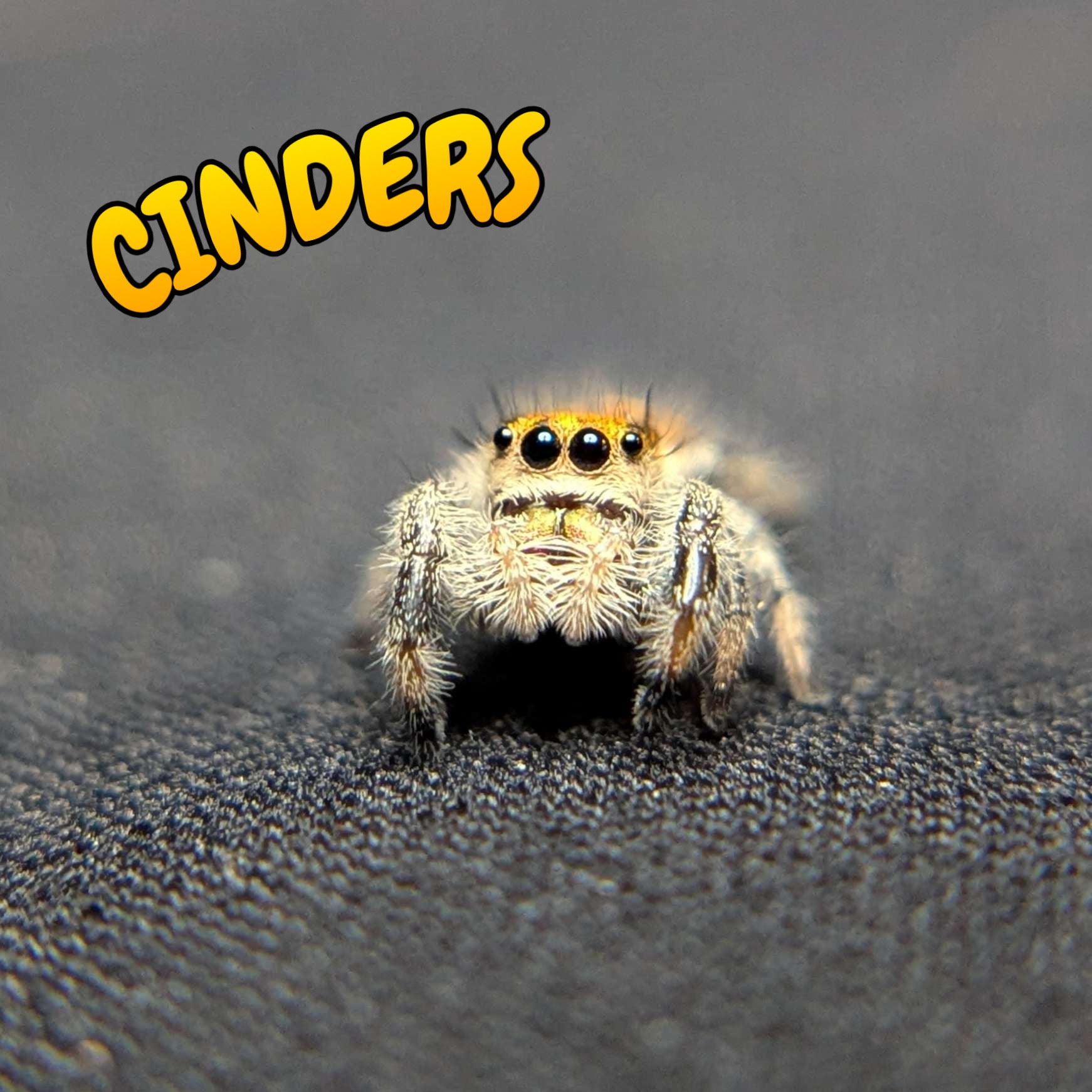 Regal Jumping Spider "Cinders"