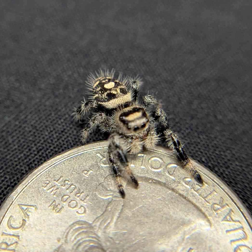 Regal Jumping Spider "Garnet"