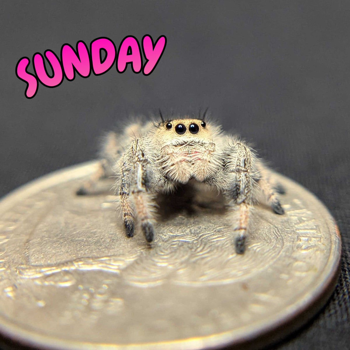 Regal Jumping Spider "Sunday"