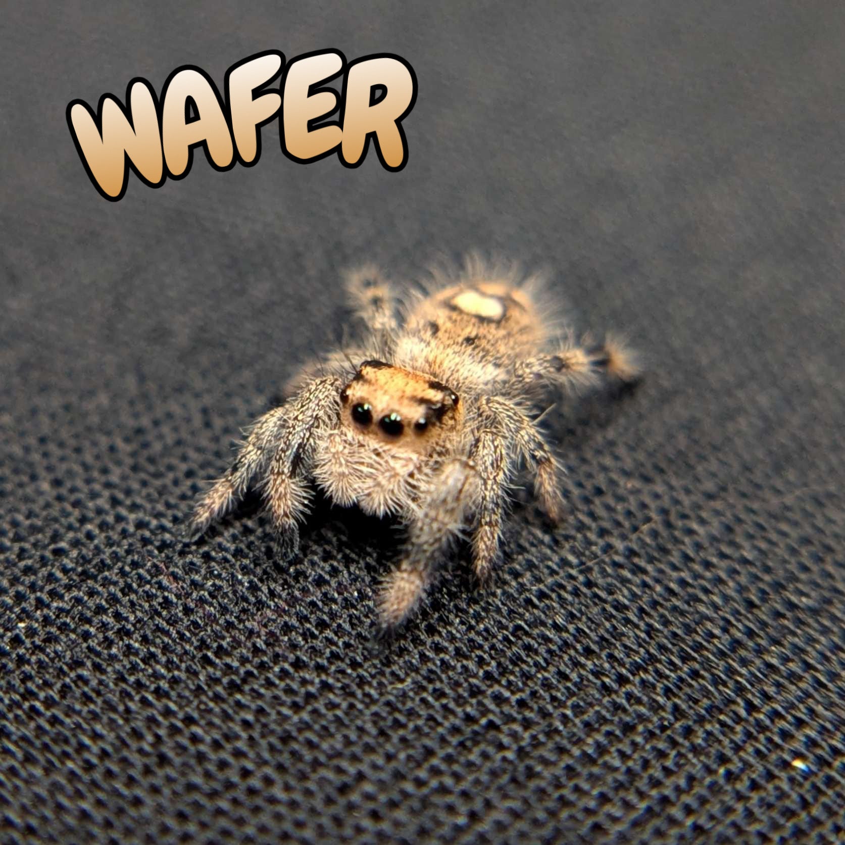 Regal Jumping Spider "Wafer"