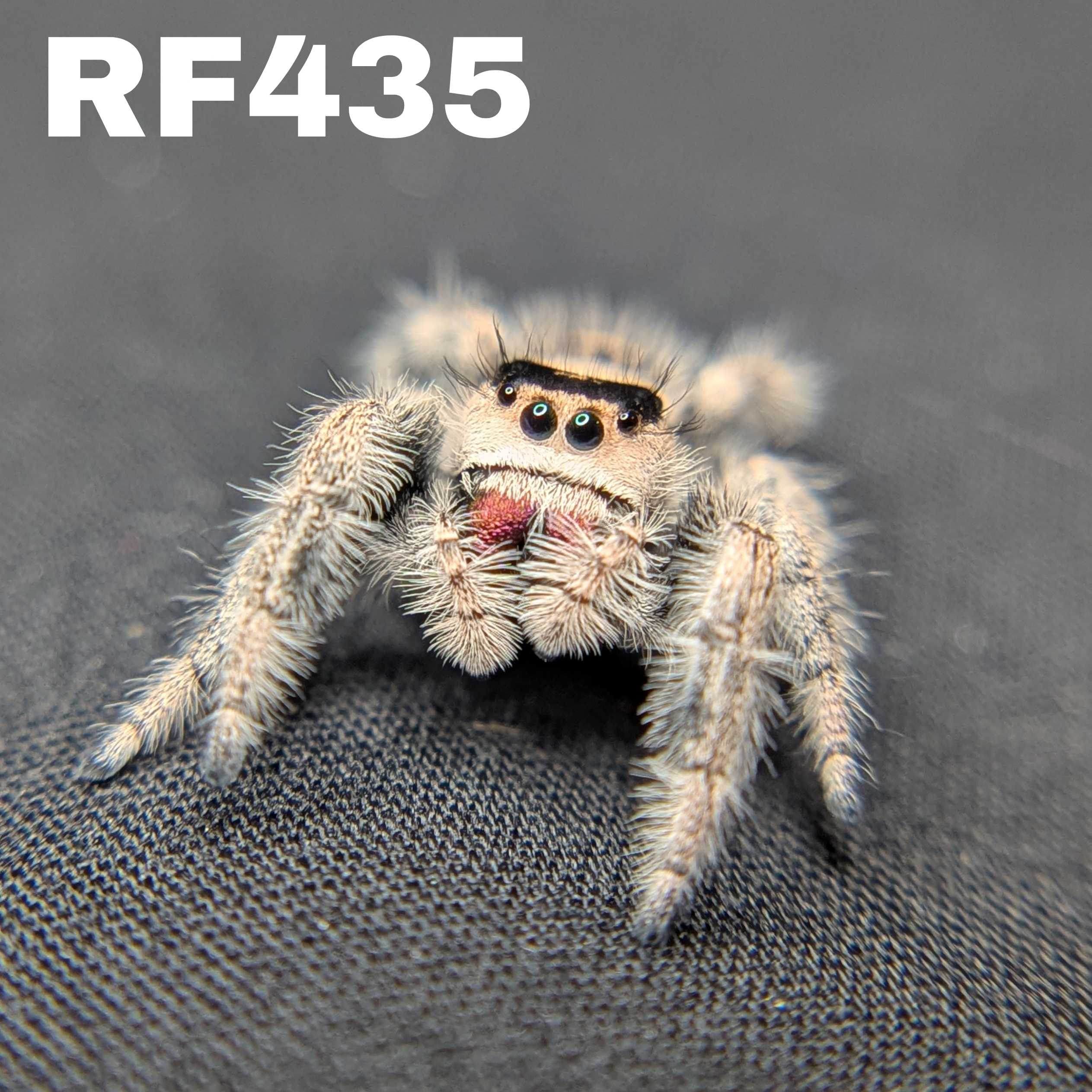 Regal Jumping Spider "Bubblegum"