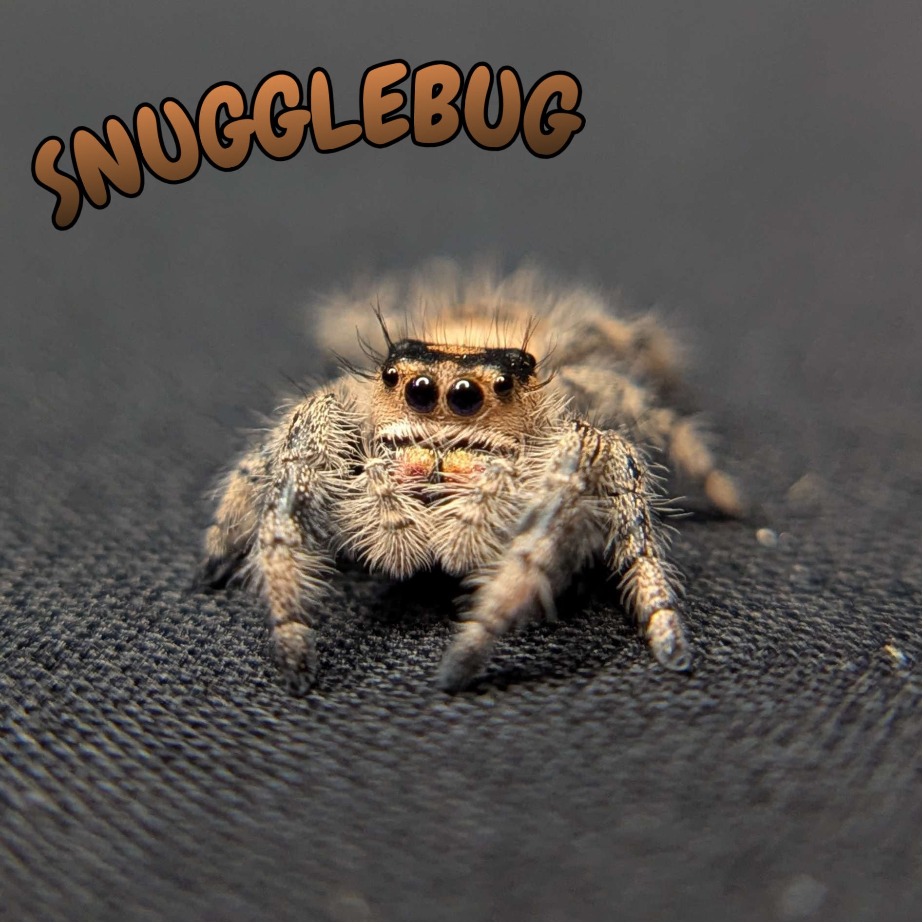 Regal Jumping Spider "Snugglebug"