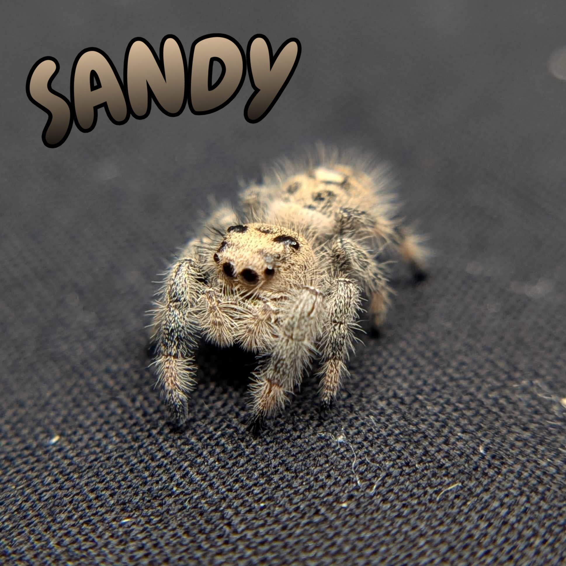 Regal Jumping Spider "Sandy"